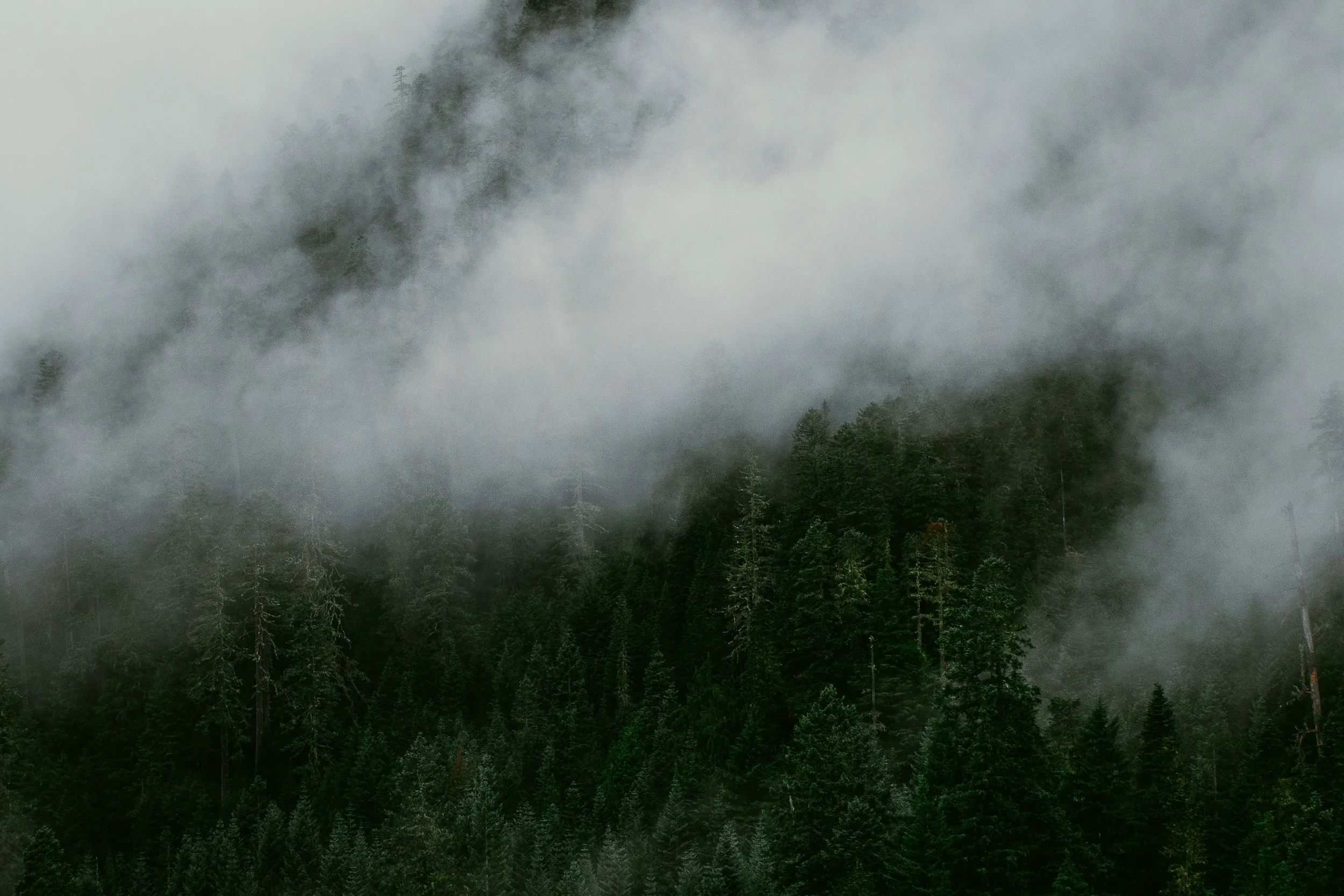 Forest fog nestling into the pines.