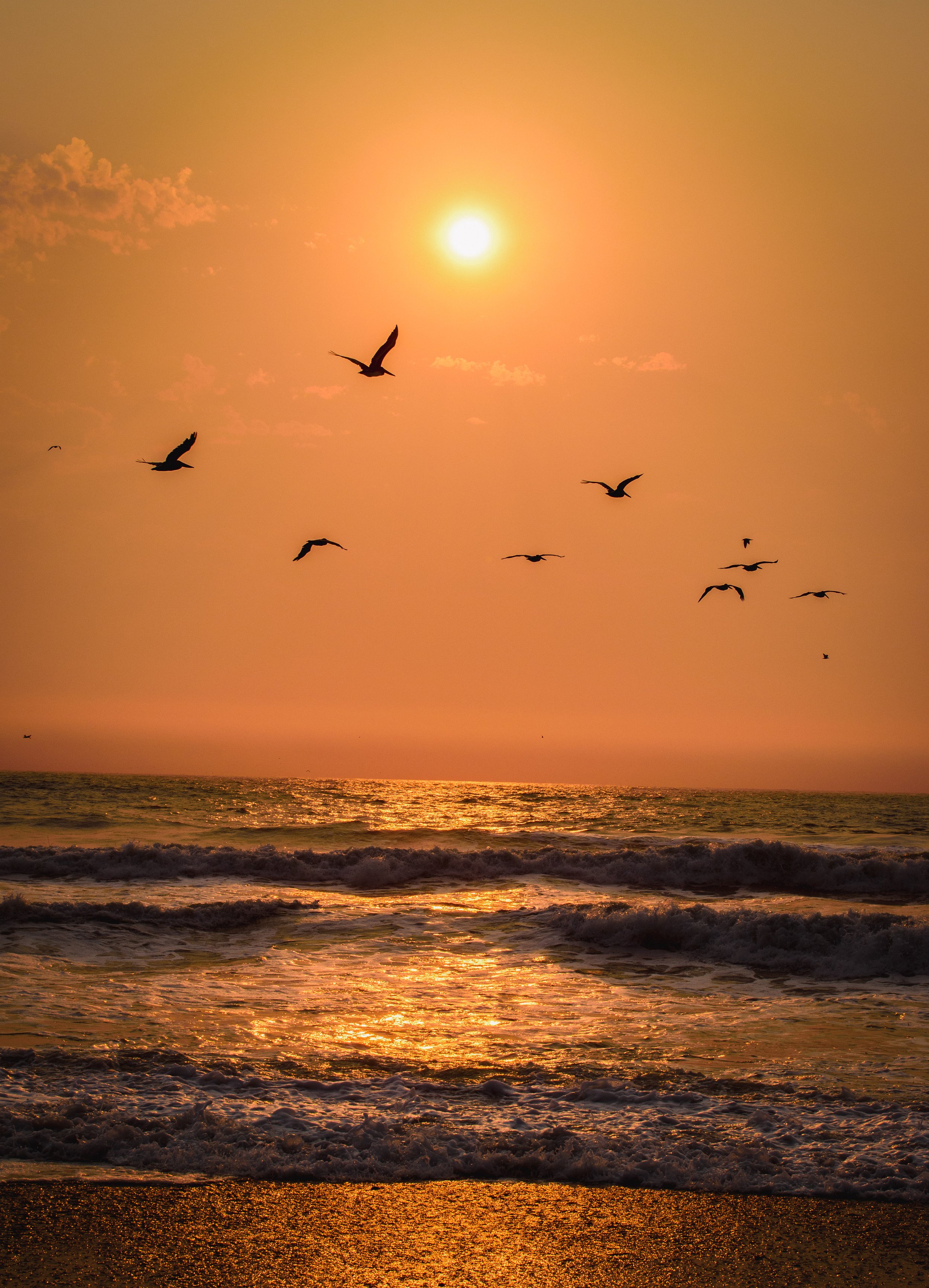 Set the scene, fly the skies of orange. This flock of pelicans created a magical moment on the coastline of Rialto Beach, Washington!