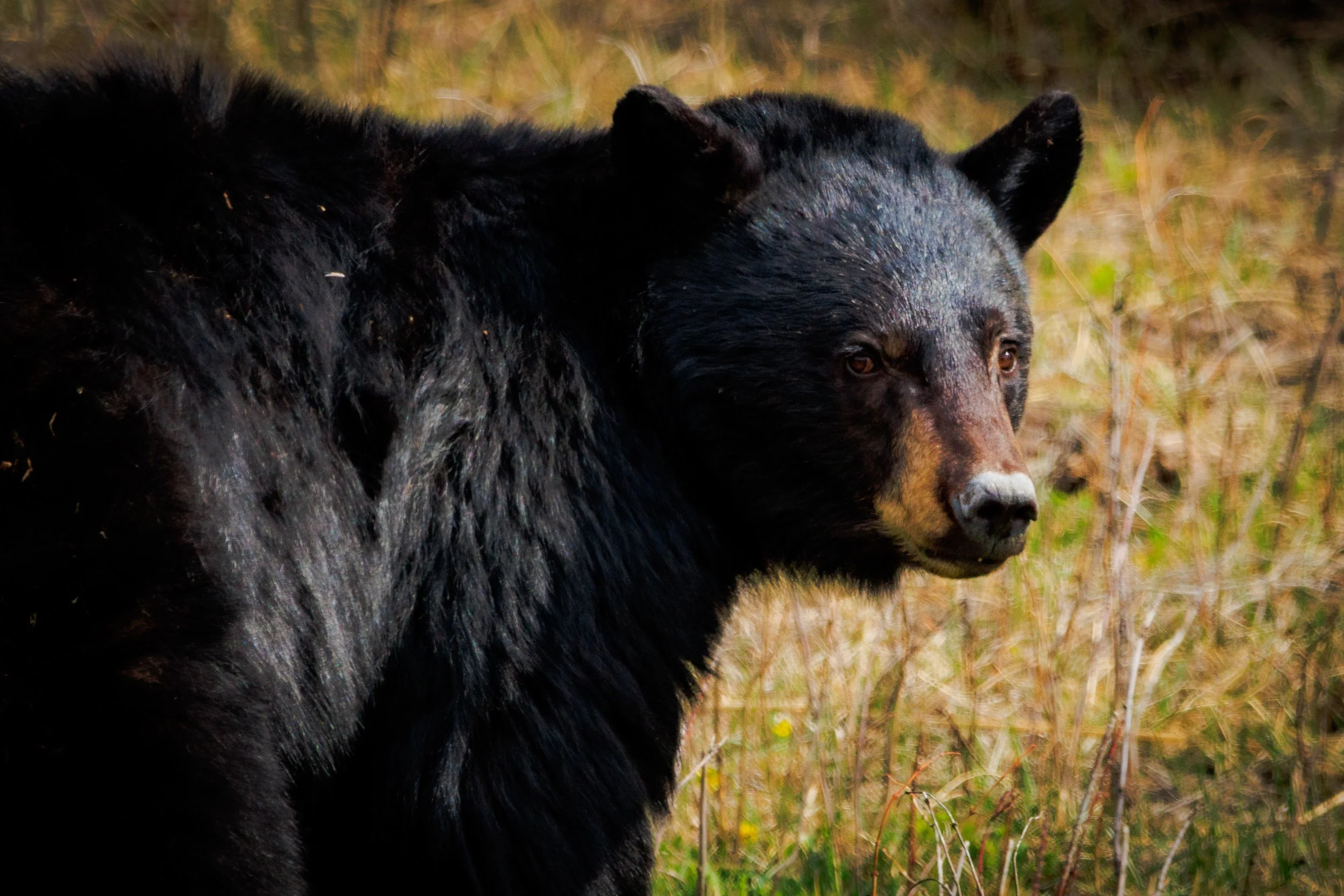 Stumbled upon a black bear foraging after waking from hibernation in the early spring in Yellowstone.