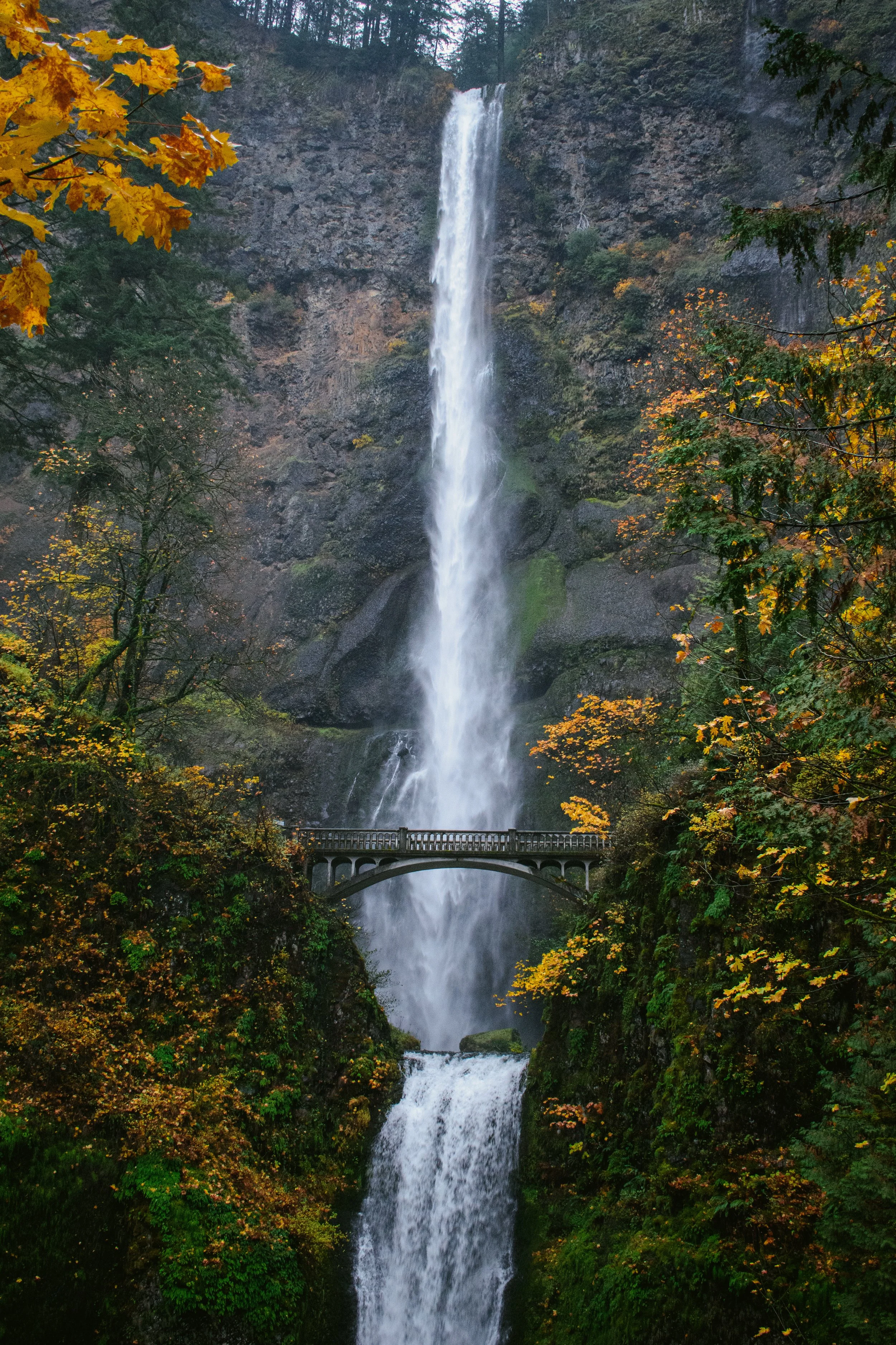 Multnomah falls, the most iconic waterfall in Oregon. The unbelievable foreground paints a PNW wonderland.