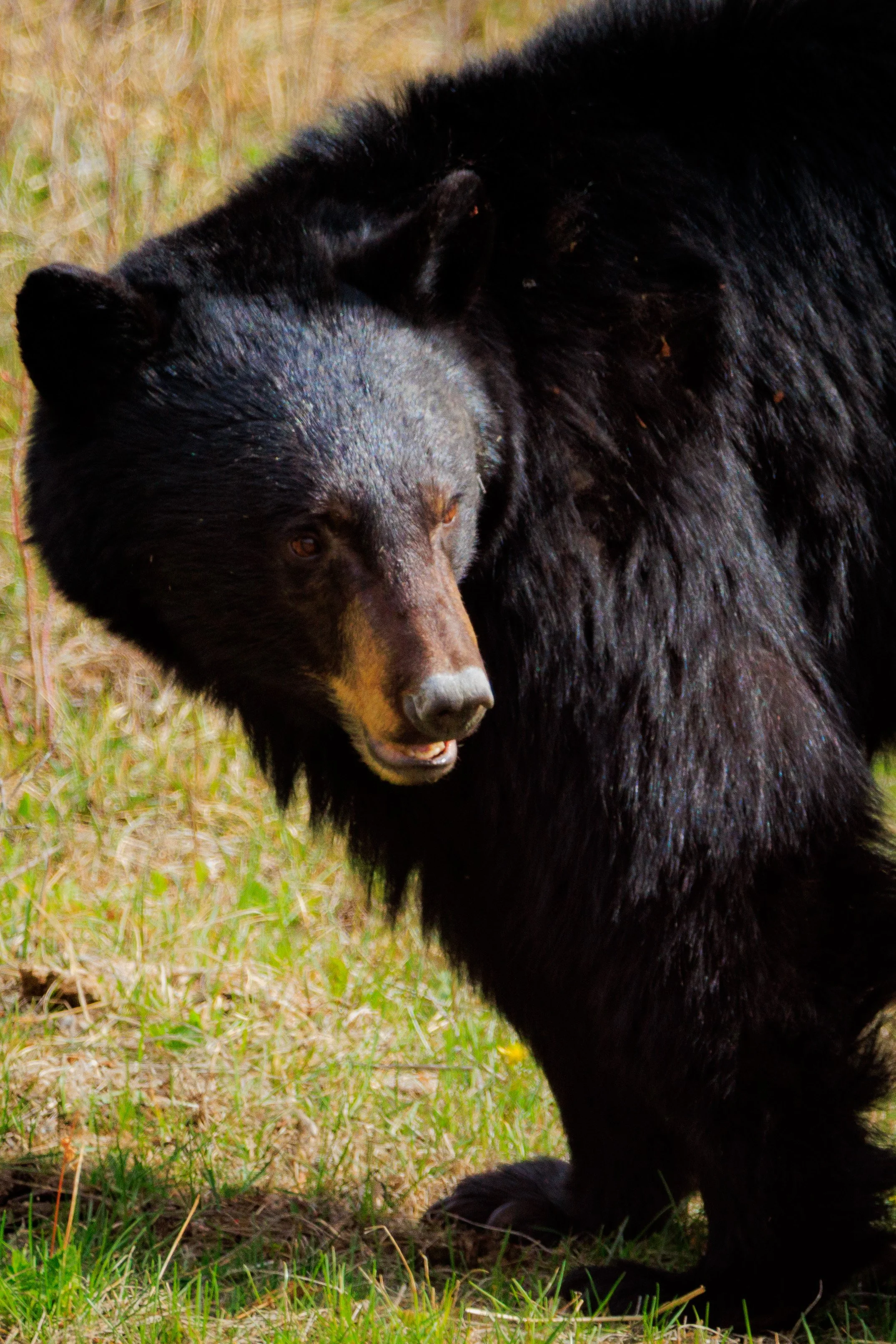 Gentle brown eyes, a smile, welcome back spring in Yellowstone! Black bears are out and about, have emerged from hibernation, ready for beautiful weather to take over.