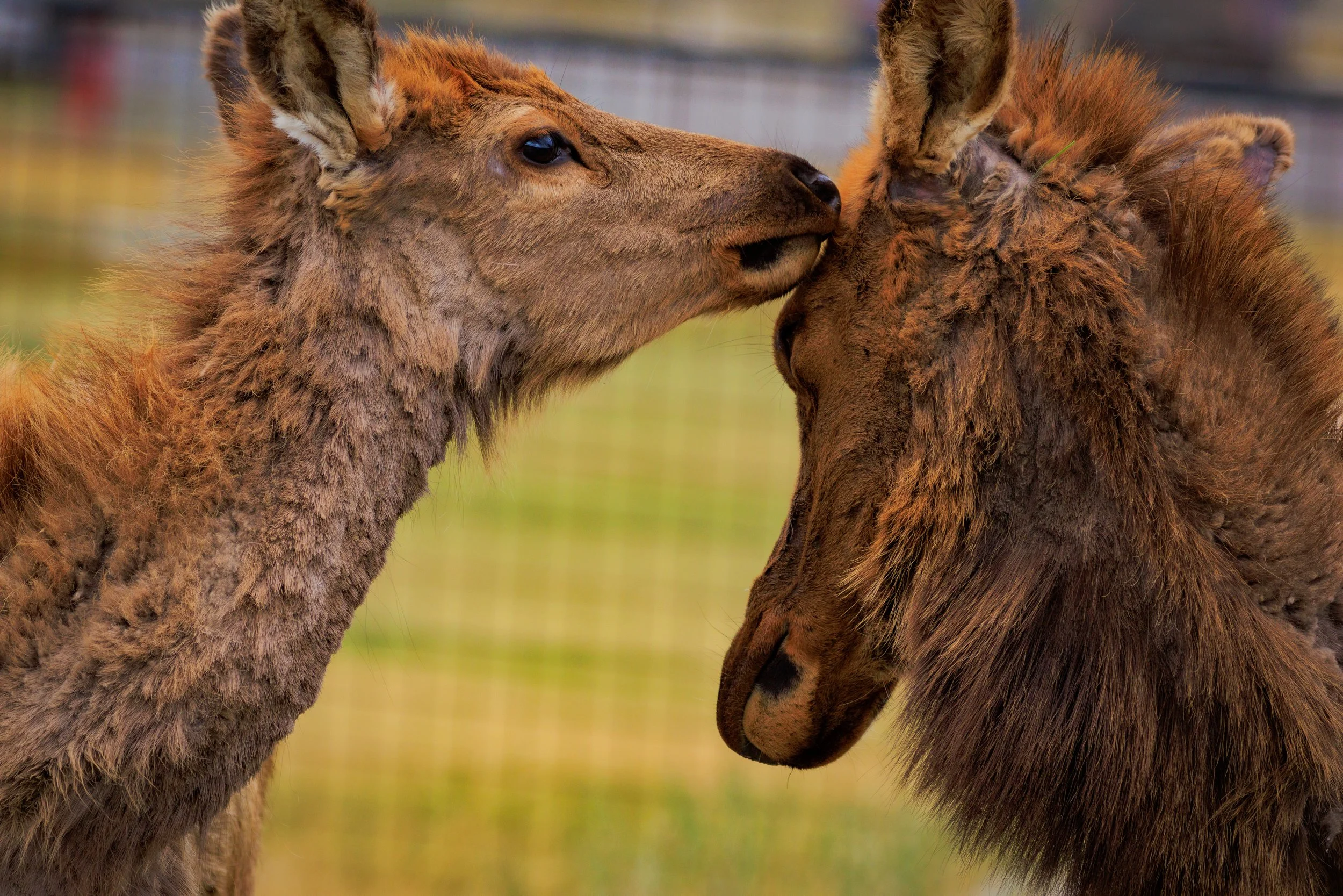 An elk cow and calf sharing an intimate moment in Gardiner Montana.
