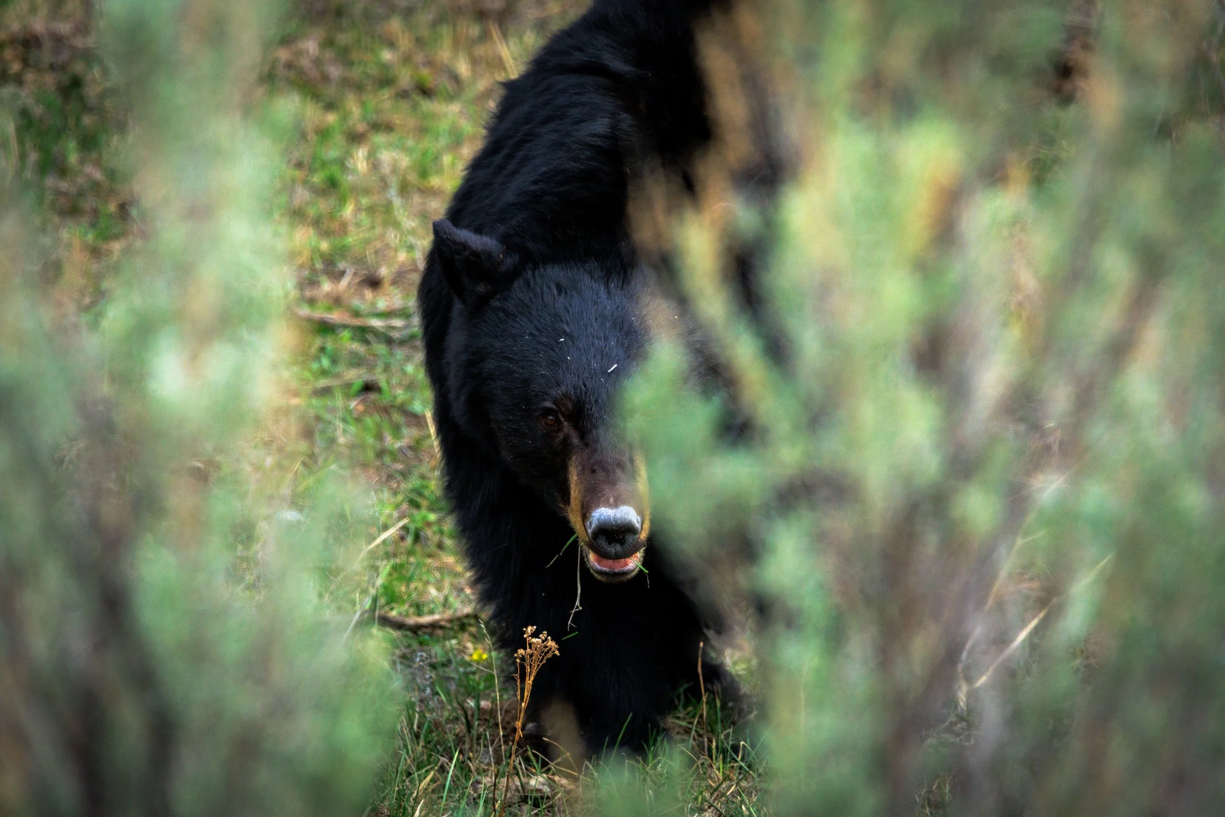 Black bear glaring through a bright green sage.