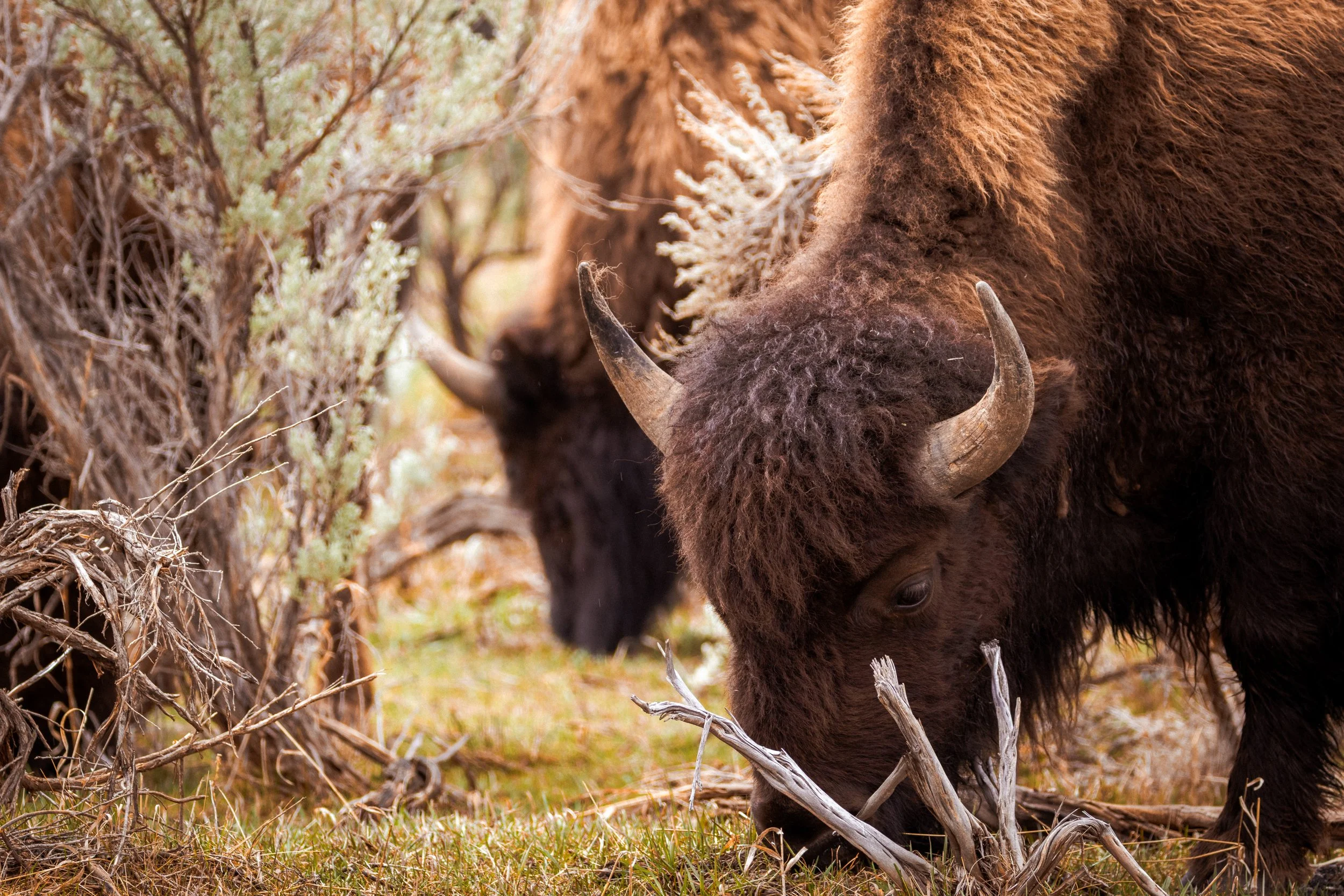 Bison pair grazing through the sage brush landscape of Lamar Valley in Yellowstone. A must see and experience sight!