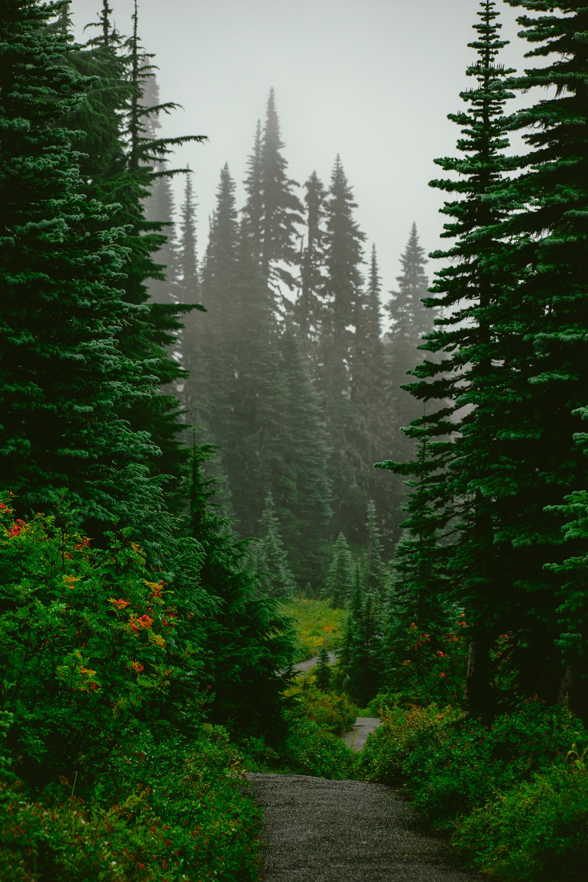 Moody scenes from a walk in the Pacific Northwest woods on the outskirts of Mt. Rainier National Park. The smells, sights and sounds of the PNW bring an everlasting peace.