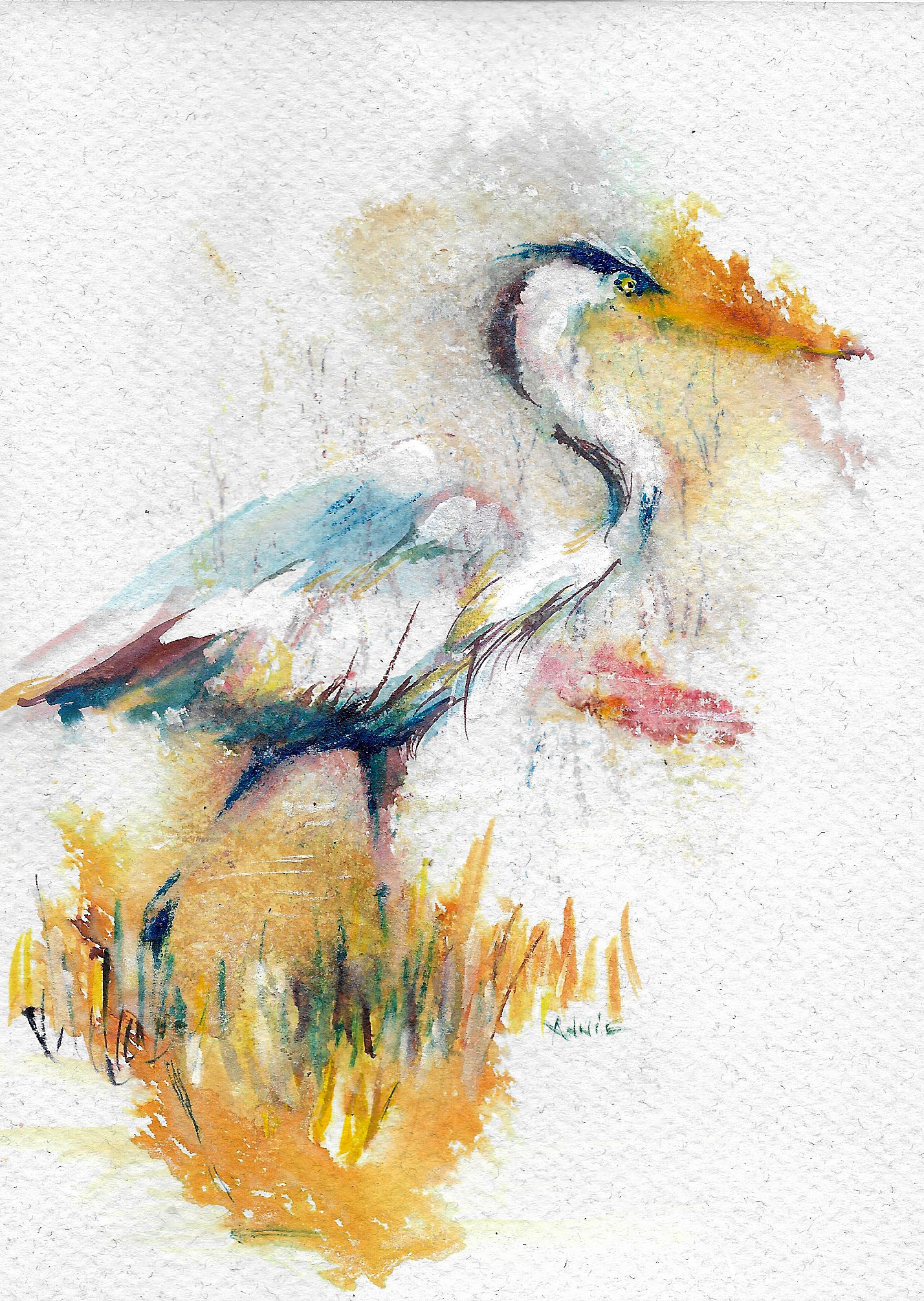 Heron-Annie.jpg