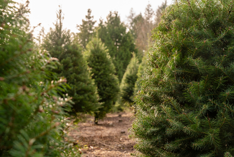 Insurance as a Seasonal Business Owner