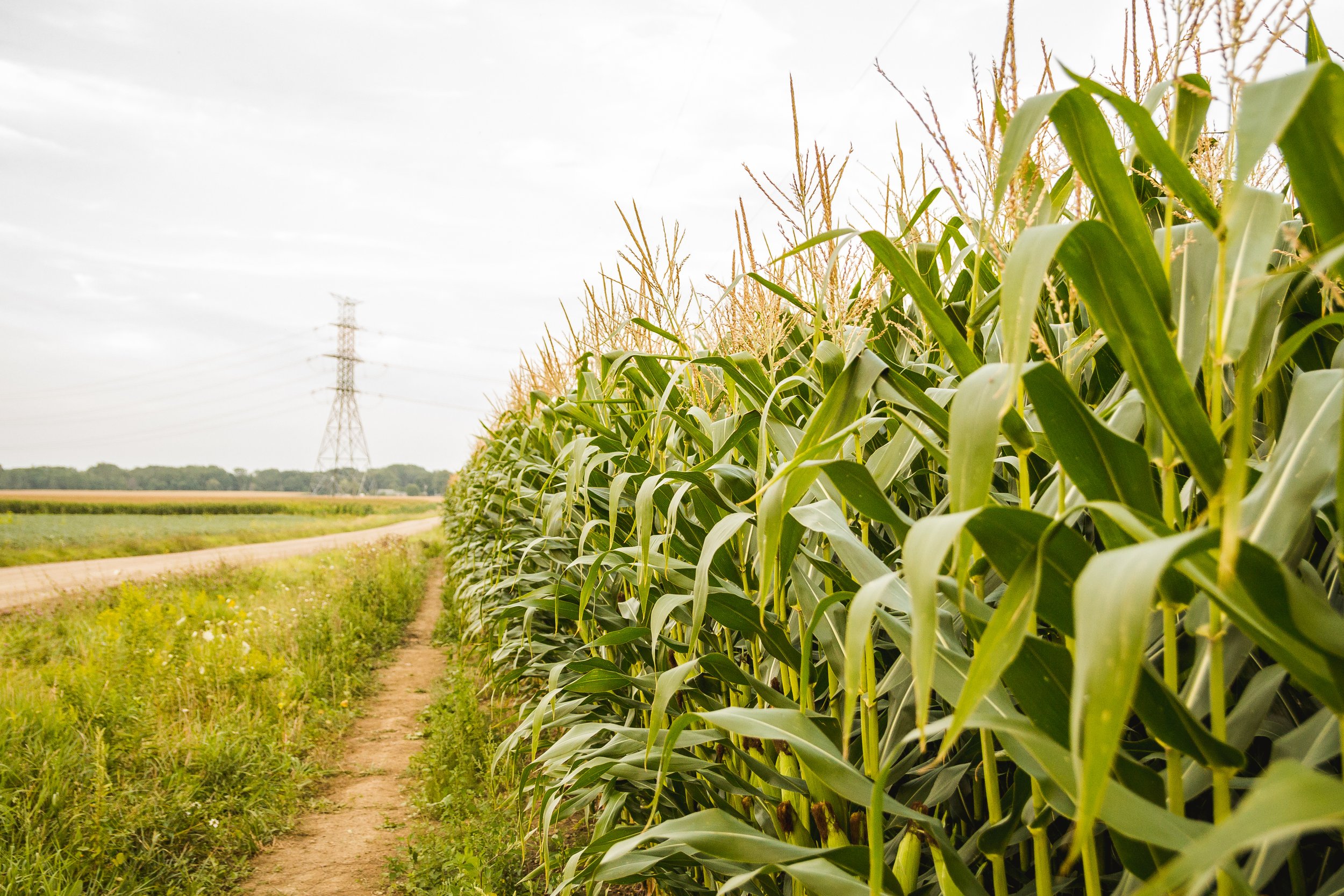 Cornfield with green stalks and tassels under cloudy sky, power lines in the distance
