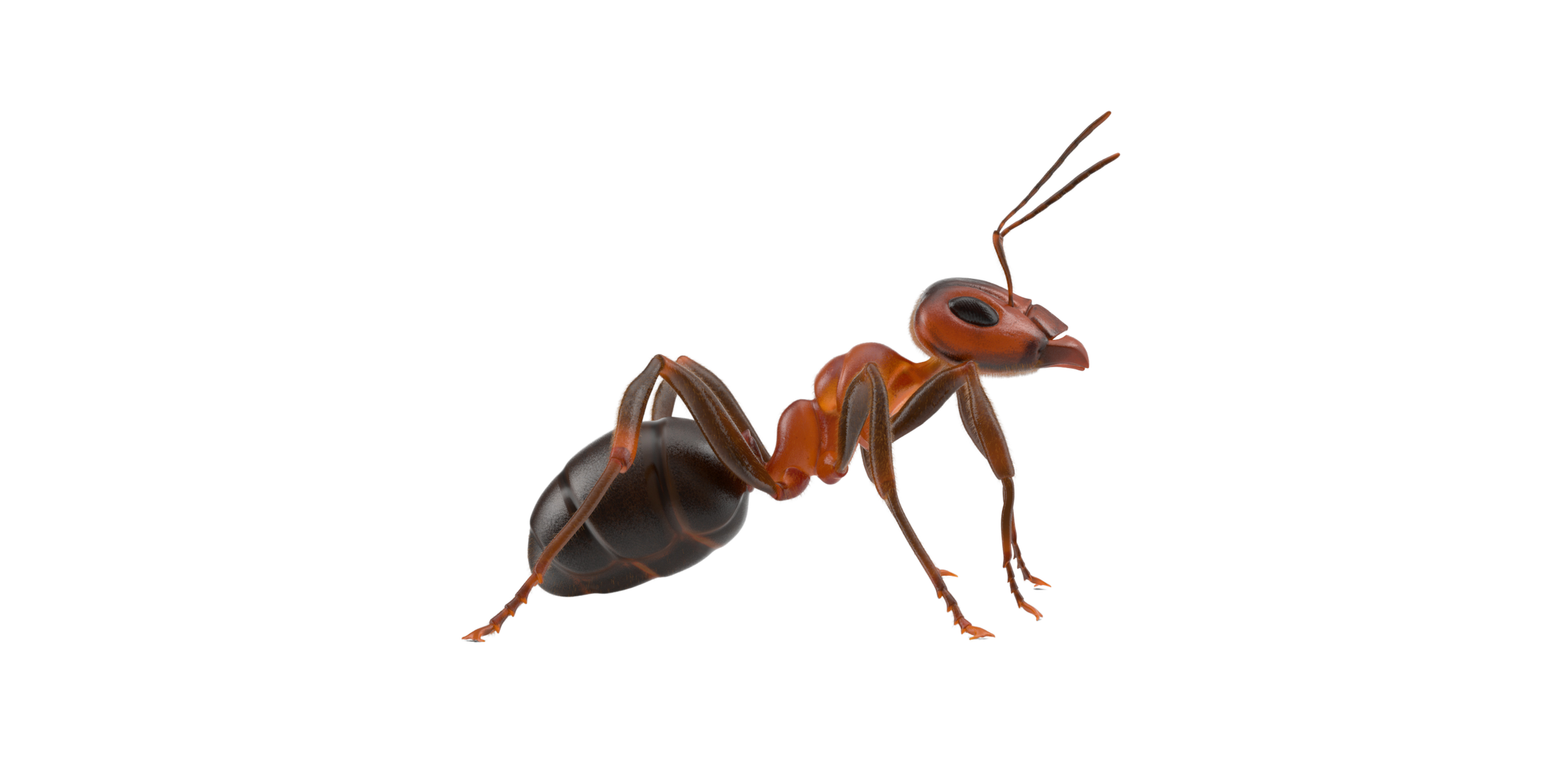 A detailed digital illustration of an ant standing on a surface, facing to the right with antennae extended forward.