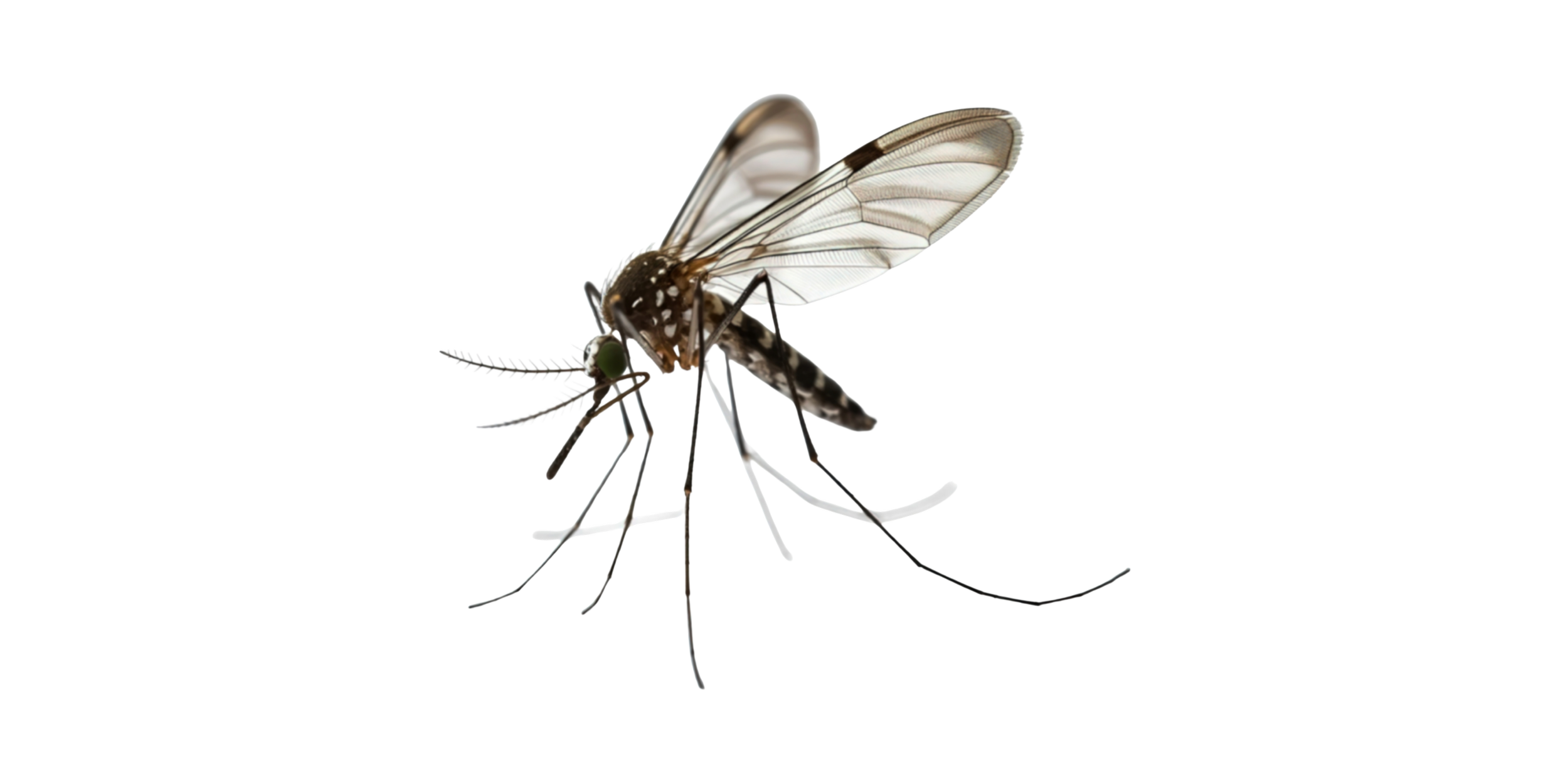 Close-up of a mosquito with transparent wings, long legs, and a slender body.