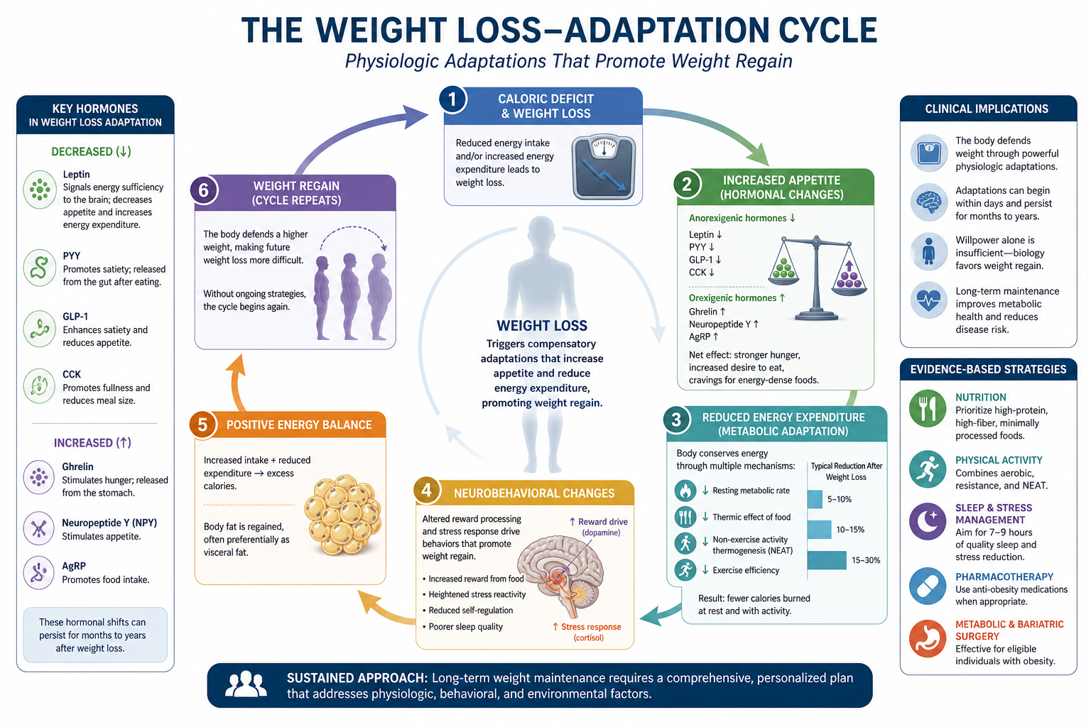 Diagram of the weight loss-adaptation cycle showing key hormonal changes, energy expenditure, behavioral changes, and clinical implications. Includes key hormones like leptin, PYY, GLP-1, CCK, ghrelin, and neuropeptide Y, and strategies like nutritio