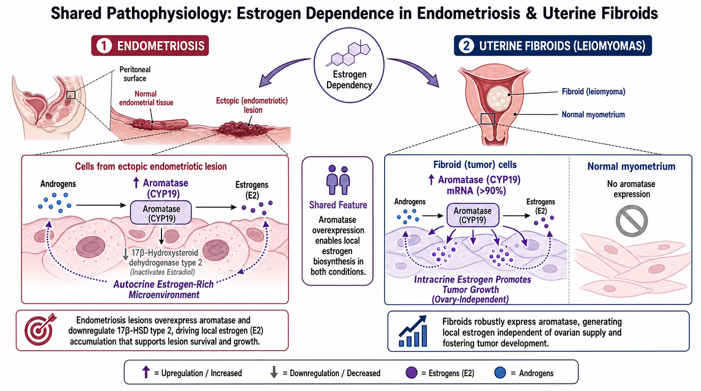 Diagram showing shared pathophysiology of estrogen dependence in endometriosis and uterine fibroids. The left side depicts endometriosis, with illustrations of normal endometrial tissue and ectopic endometriotic lesions, highlighting cellular mechani