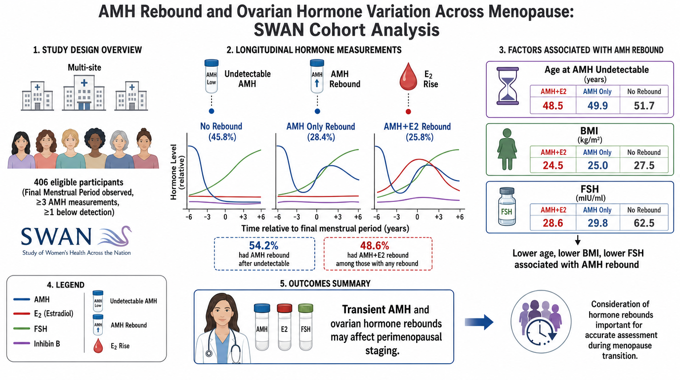 A scientific infographic titled 'AMH Rebound and Ovarian Hormone Variation Across Menopause: SWAN Cohort Analysis.' It includes study design overview with multi-site hospitals, three graphs showing longitudinal hormone measurements (Undetectable AMH,