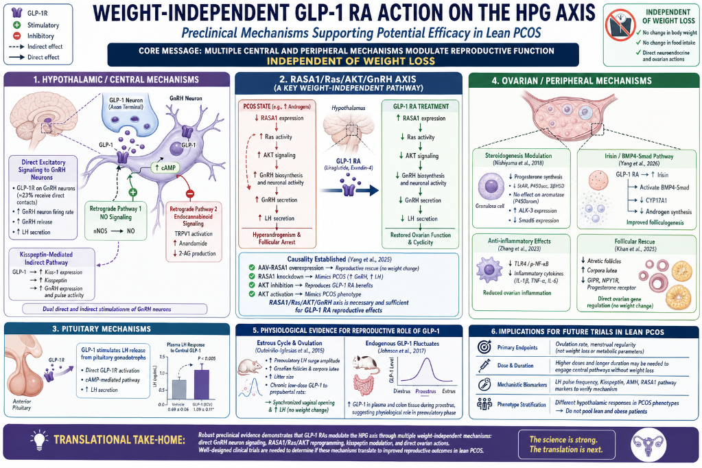 Infographic detailing the weight-independent GLP-1 RA action on the HPG axis in lean PCOS, illustrating mechanisms across hypothalamic/central, RAS1/RAS4/AKT/GnRH, ovarian/peripheral, pituitary, and reproductive evidence, with implications for future