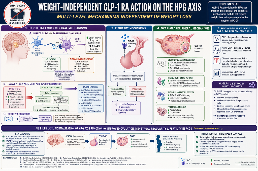 A detailed infographic illustrating the mechanisms of weight-independent GLP-1 receptor action on the hypothalamic-pituitary-gonadal (HPG) axis, including central, pituitary, ovarian, and peripheral mechanisms, and their effects on reproductive funct