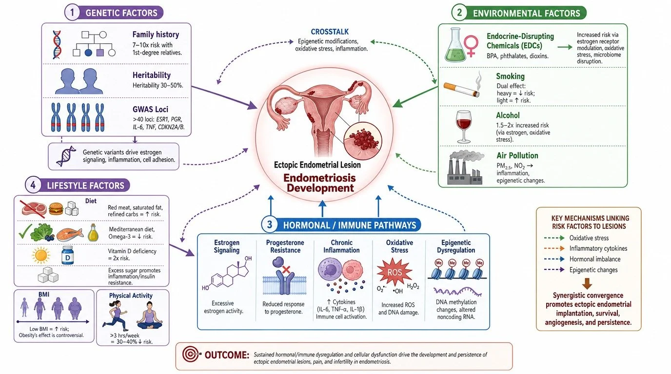 Diagram showing factors contributing to endometriosis development, including genetic, environmental, hormonal/immune pathways, and lifestyle factors; central illustration of female reproductive system with endometriotic lesion.