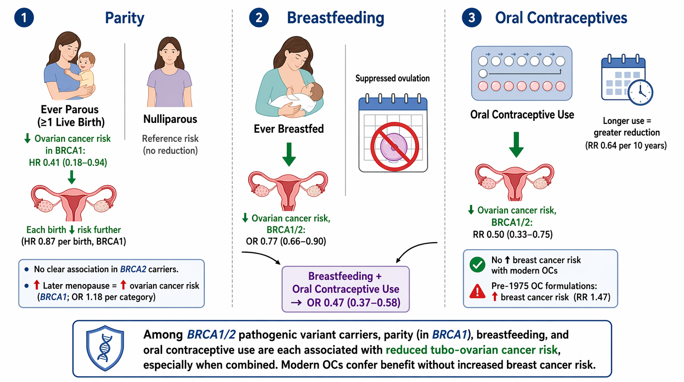 Infographic showing the benefits of parity, breastfeeding, and oral contraceptive use for reducing ovarian cancer risk. Part 1 depicts parity with increased risk reduction for each birth, especially for women with BRCA1 mutations. Part 2 illustrates 