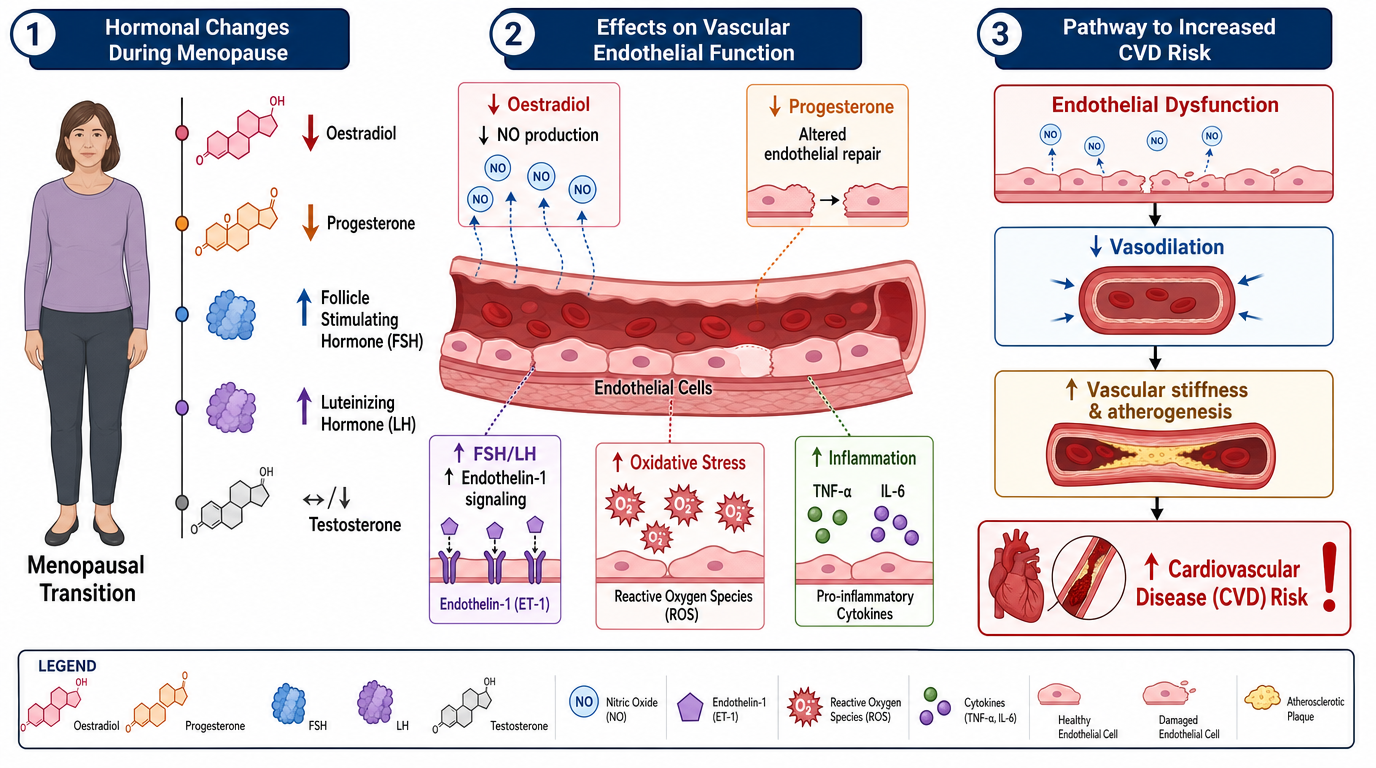 Diagram illustrating hormonal changes during menopause, effects on vascular endothelial function, and increased risk of cardiovascular disease. It includes charts showing declining levels of estrogen and progesterone, increased follicle-stimulating h
