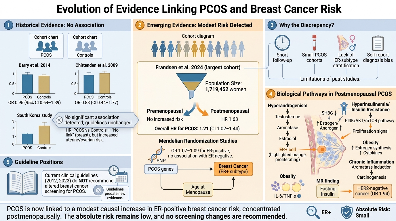 Illustration showing the evolution of evidence linking PCOS and breast cancer risk. Sections include: no association with historical studies; modest risk detection in emerging evidence; reasons for discrepancies such as short follow-up and small coho