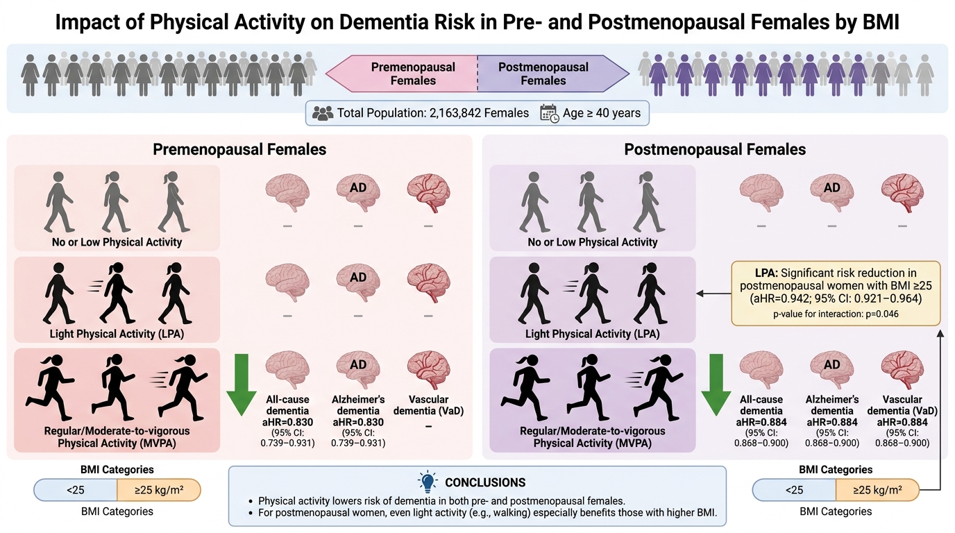 A scientific infographic showing the impact of physical activity on dementia risk among pre- and postmenopausal women with different BMI levels. It highlights that regular or moderate physical activity reduces dementia risk across both groups, with s