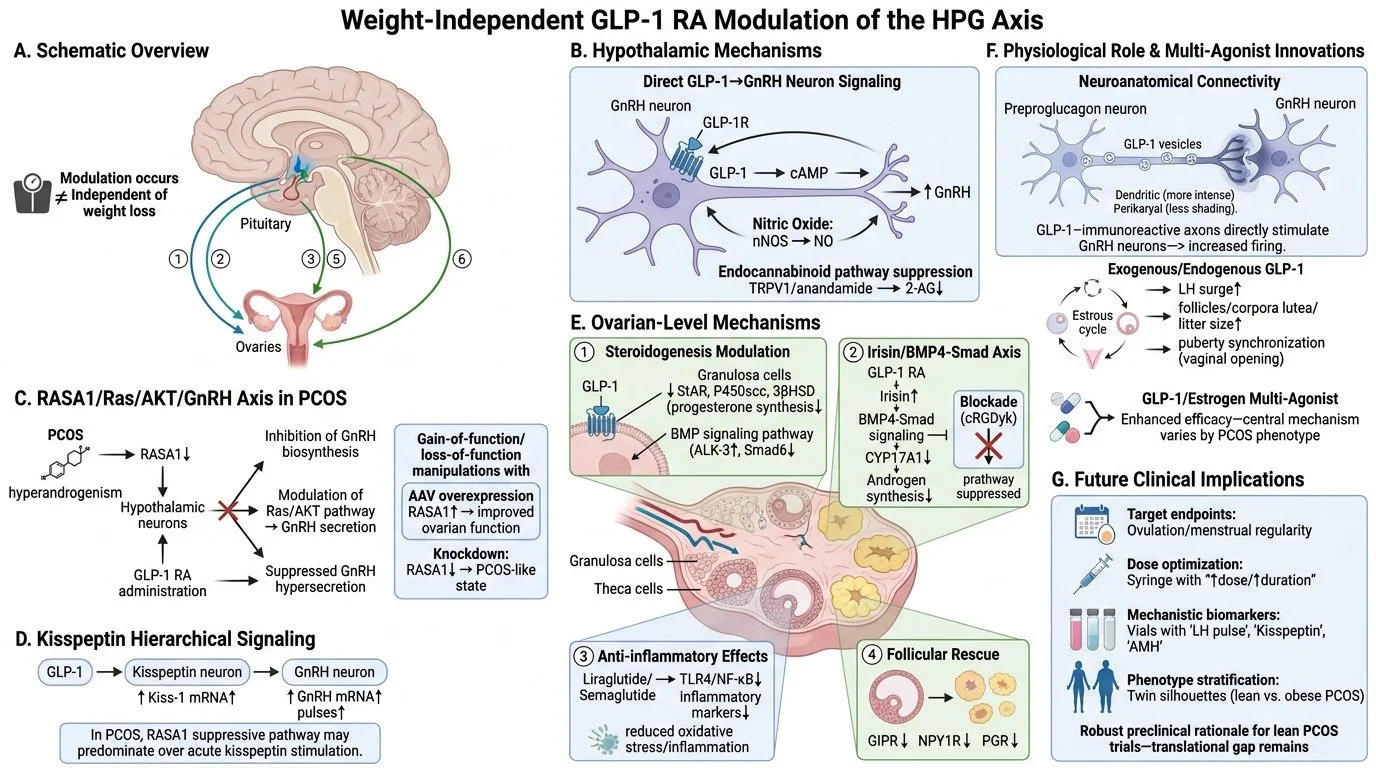 A scientific diagram illustrating the weight-independent GLP-1 RA modulation of the HPG axis in PCOS. It includes sections on schematic overview of the hypothalamic-pituitary-gonadal axis, hypothalamic mechanisms, neuroanatomical connectivity, ovaria