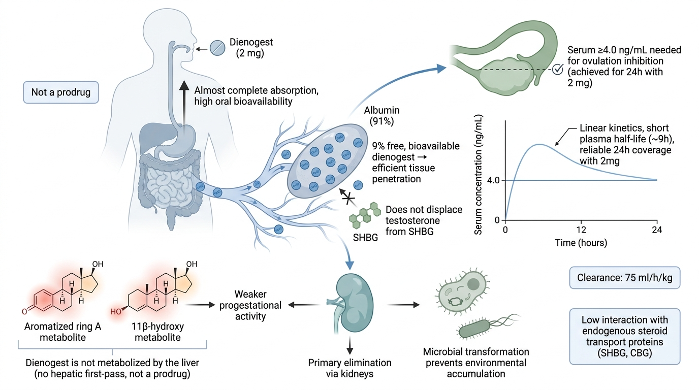 Diagram of oral delivery of a bioavailable dihydrotestosterone prodrug, showing its absorption, tissue penetration, and effects on the prostate and microbial transformation, with related pharmacokinetic information.