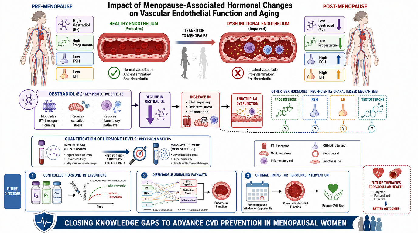 A detailed infographic illustrating the impact of hormonal changes during menopause on vascular endothelial function and aging. It shows the transition from healthy endothelium, with high estrogen and progesterone levels, to dysfunctional endothelium