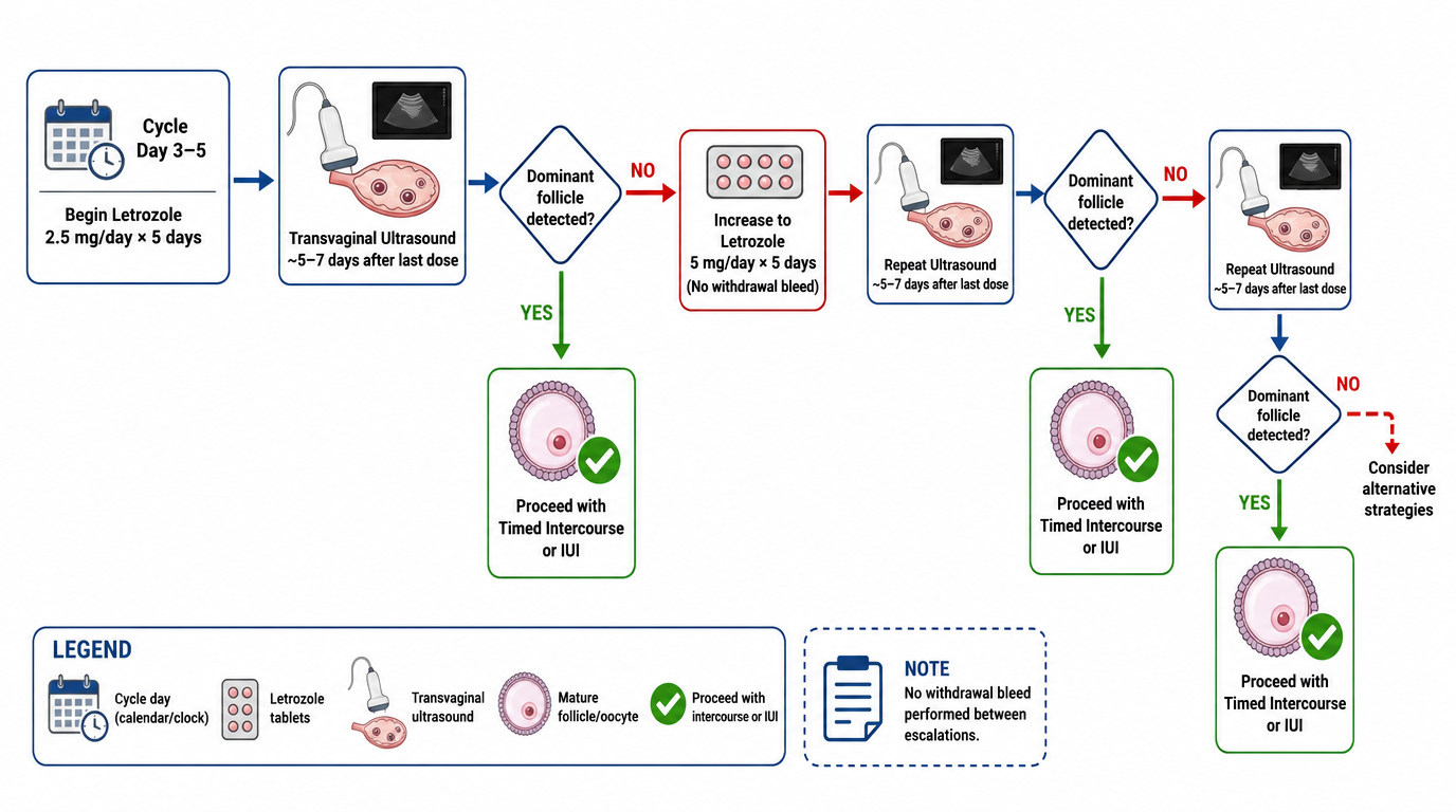Flowchart depicting a medical process for fertility treatment with steps, decision points, and instructions, including ultrasound, medication doses, and procedures for timing and follicle detection.