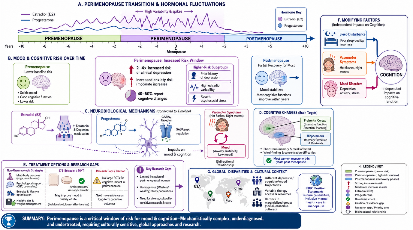 A detailed infographic about perimenopause transition and hormonal fluctuations, including graphs of estrogen and progesterone levels, mood and cognitive risk over time, neurobiological mechanisms, treatment options, global and cultural context, and 
