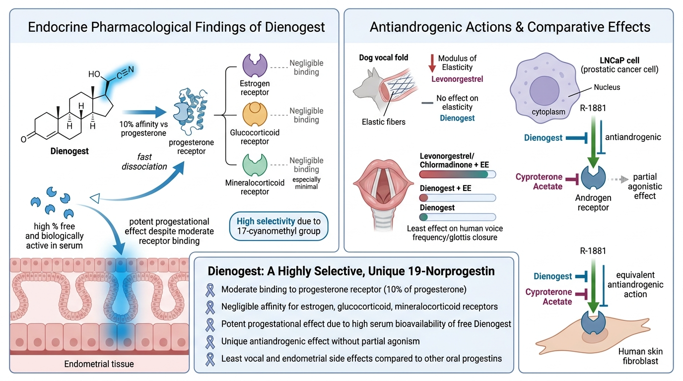  infographic explaining the endocrine pharmacological findings and antiandrogenic actions of Dienogest, including its high selectivity, receptor binding, and effects on androgen receptors, with diagrams illustrating molecular interactions, effects on