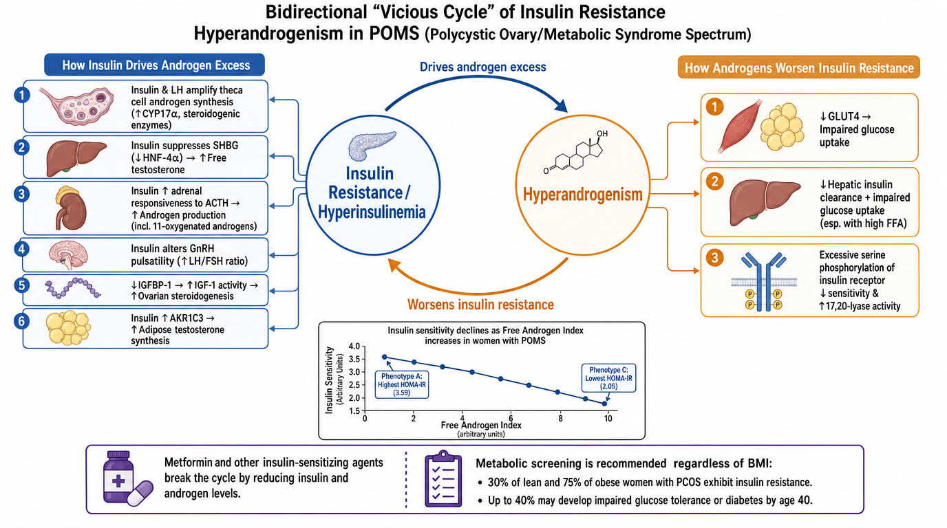 Diagram illustrating the bidirectional vicioso cycle of insulin resistance, hyperandrogenism, and polycystic ovary syndrome spectrum. It depicts how insulin drives androgen excess and how androgens worsen insulin resistance in women with PCOS, with e