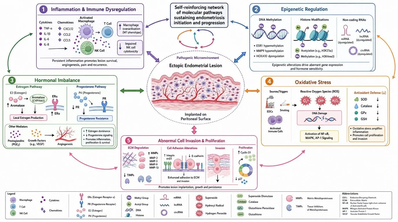 Diagram illustrating factors involved in ectotic endometrial lesion. It is divided into five sections: 1) Inflammation & Immune Dysregulation showing cytokines, chemokines, macrophages, T cells, NK cells and effects; 2) Epigenetic Regulation with DNA