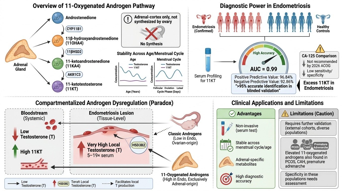 An infographic showing the overview of 11-oxygenated androgen pathway, diagnostic power in endometriosis, compartmentalized androgen dysregulation, and clinical applications. It includes pathways, stability across age and cycle, serum profiling, and 