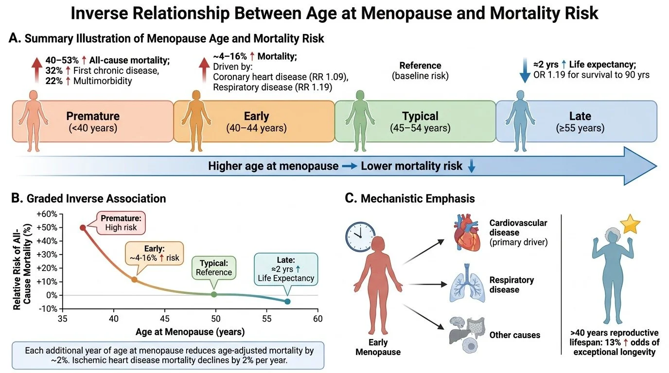 Later-age-at-menopause-is-consistently-associated-with-longer-lifespan,…-image-1.jpg