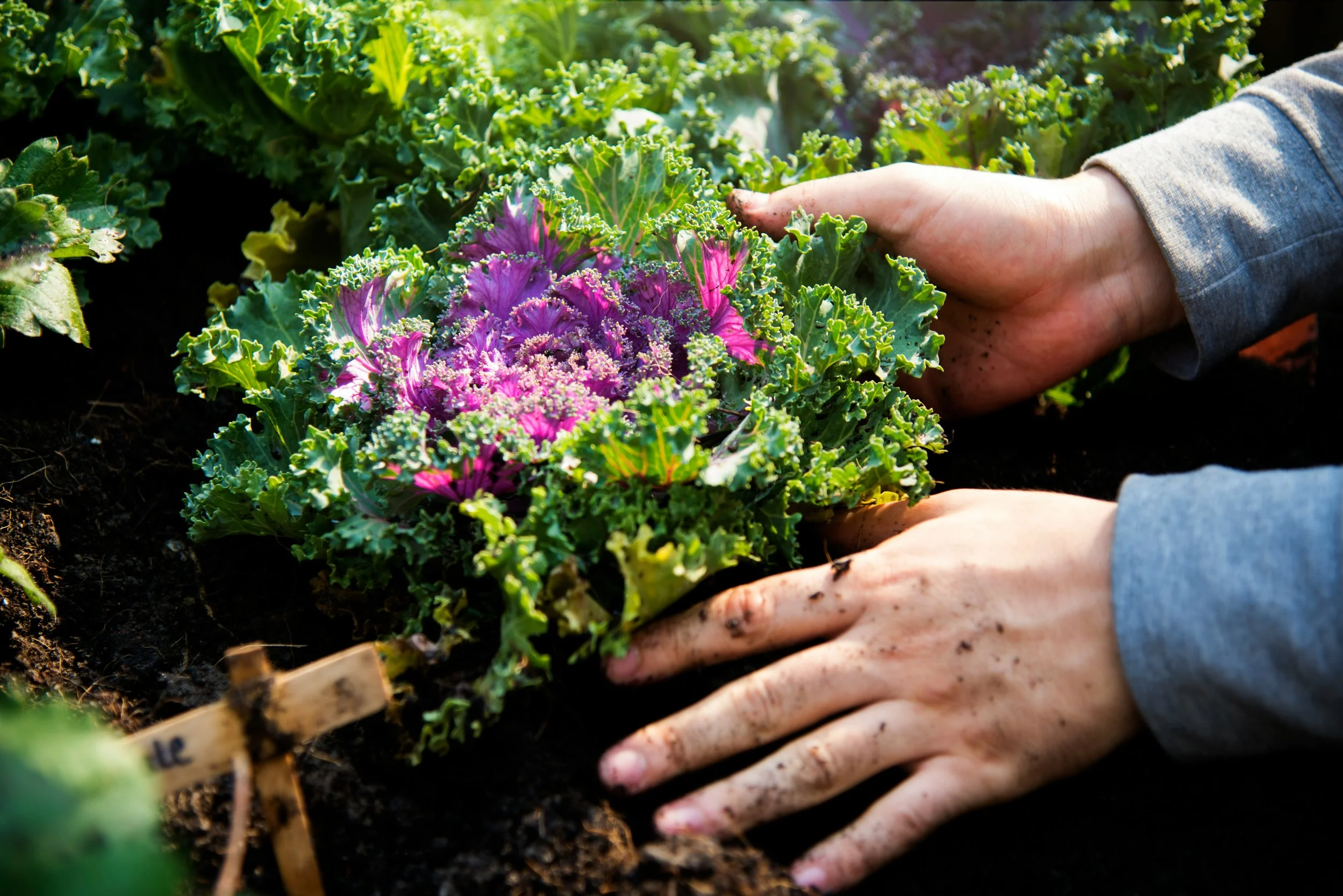 Why Getting Your Hands Dirty Might Be One of the Best Things You Can Do For Your Mental Health