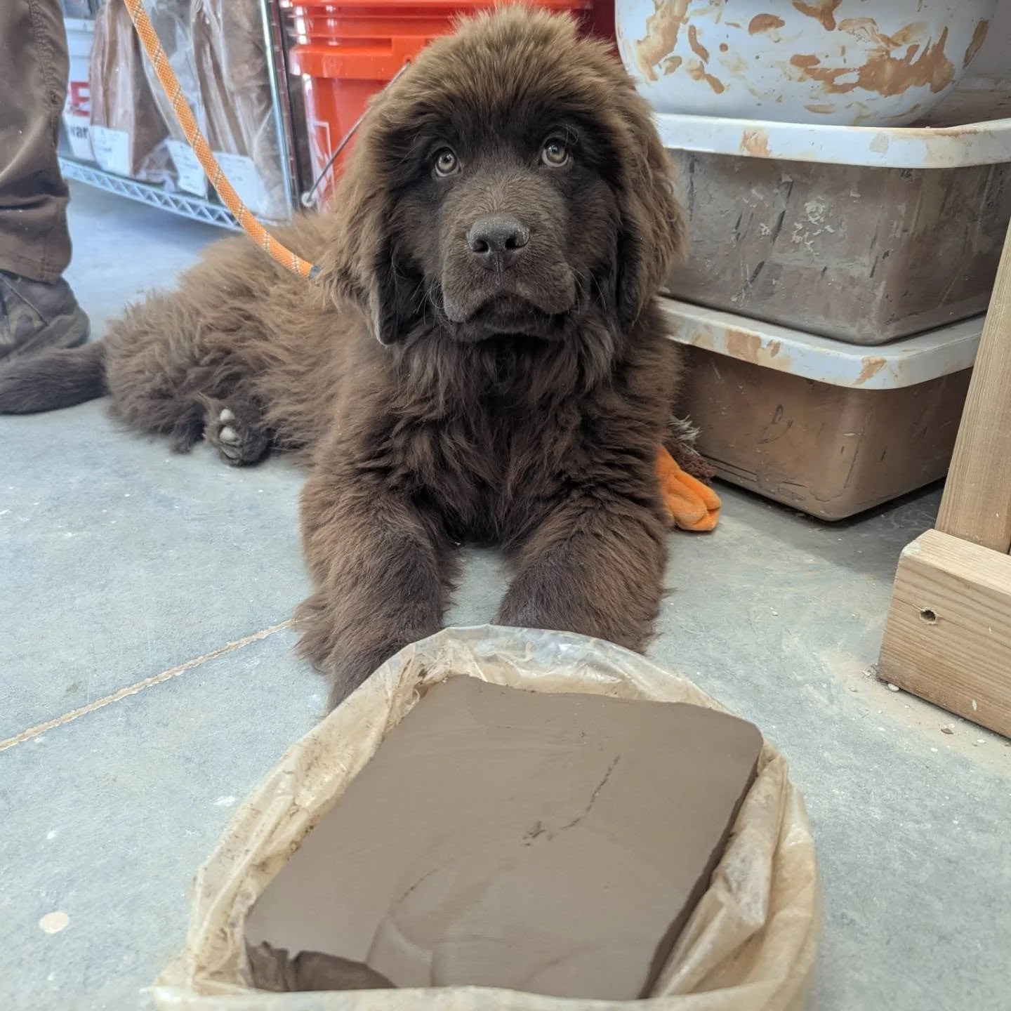Introducing our newest studio assistant: Magpie 🐾
She&rsquo;s as chocolatey as this Chestnut clay from @rockymountainclay and just as irresistible.

Pottery and puppies have a lot in common = they&rsquo;re delightfully messy, teach us patience, and 