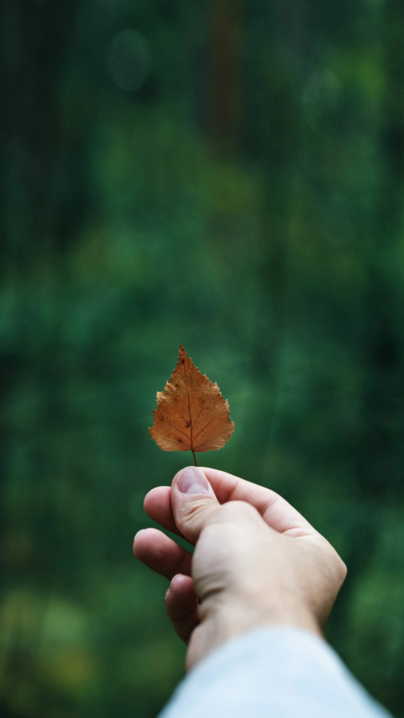 A person holding a brown fallen leaf with a green blurred background.