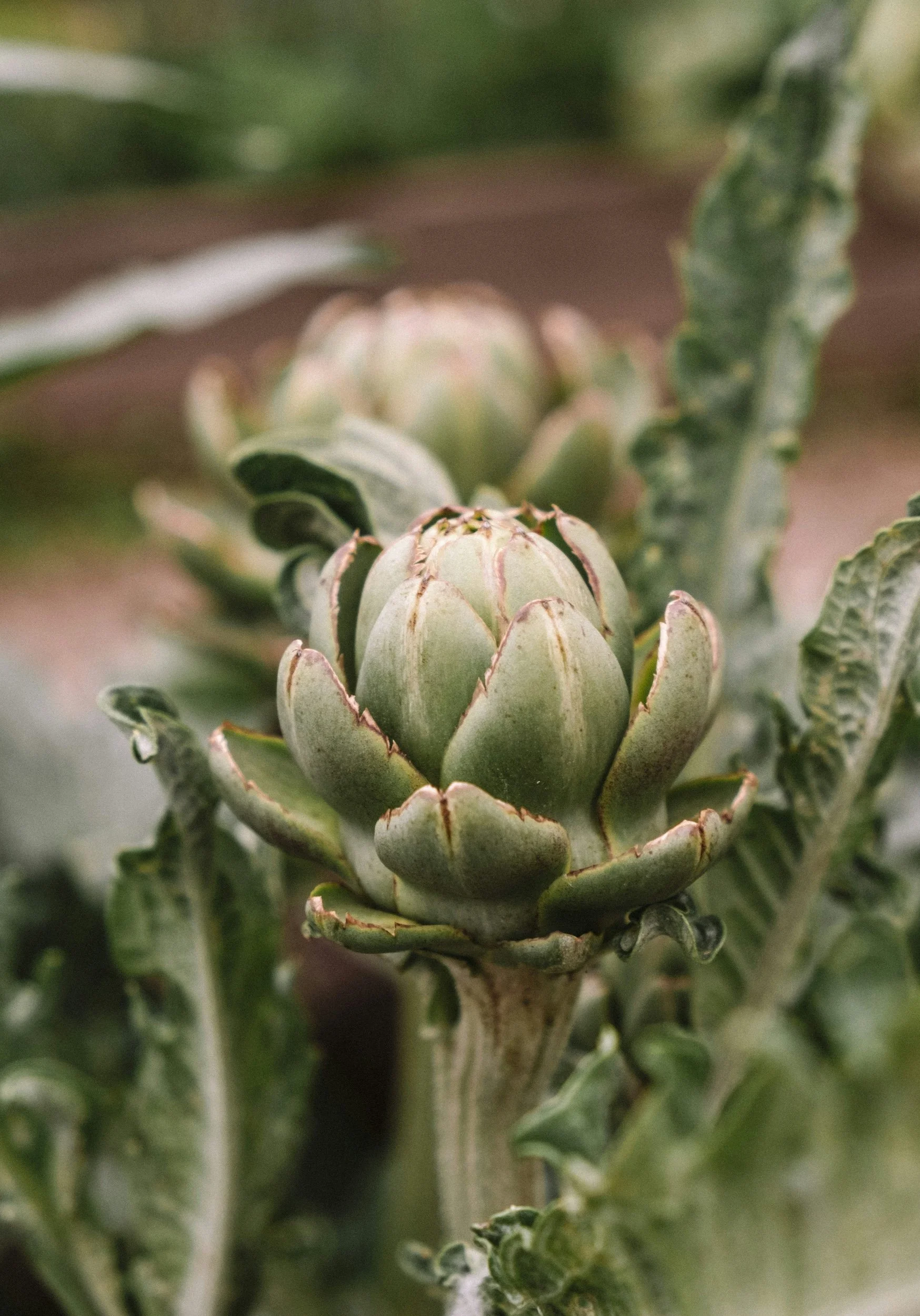 Close-up of green and purple artichoke buds with leaves.