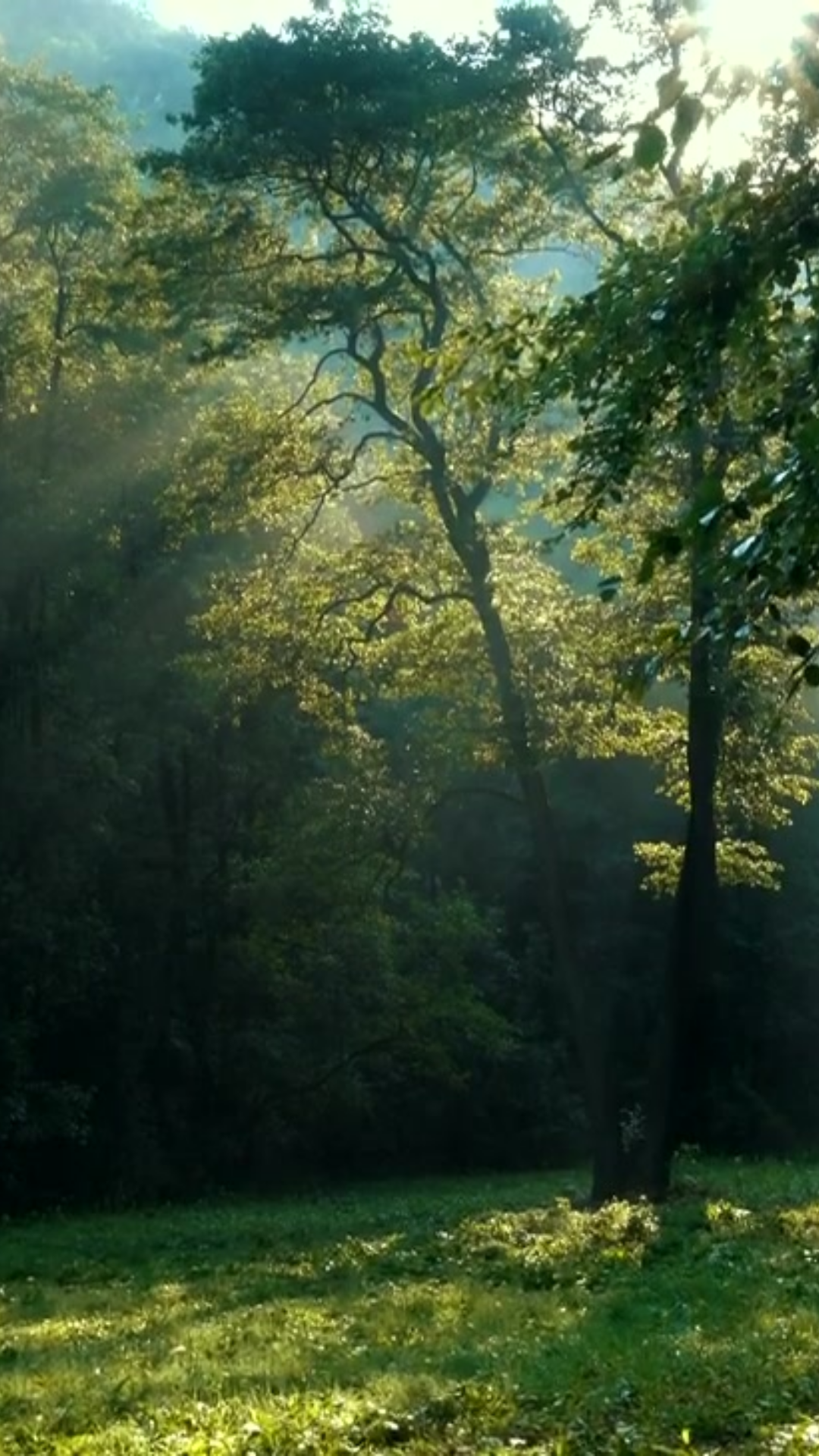 knob hill website mobile.png