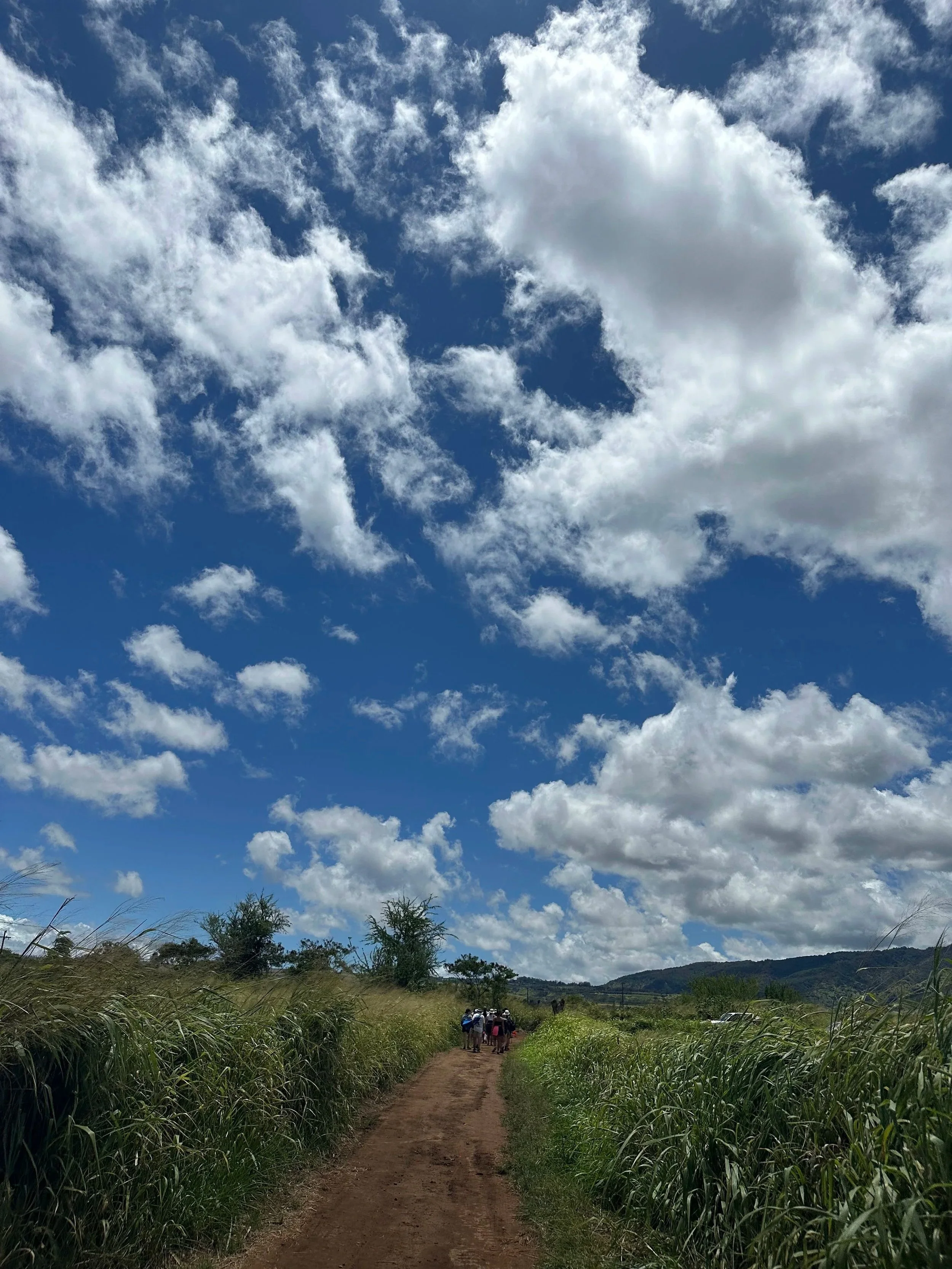 A dirt path through tall grass with a group of people walking in the distance, under a bright blue sky with scattered white clouds, and hills on the horizon.