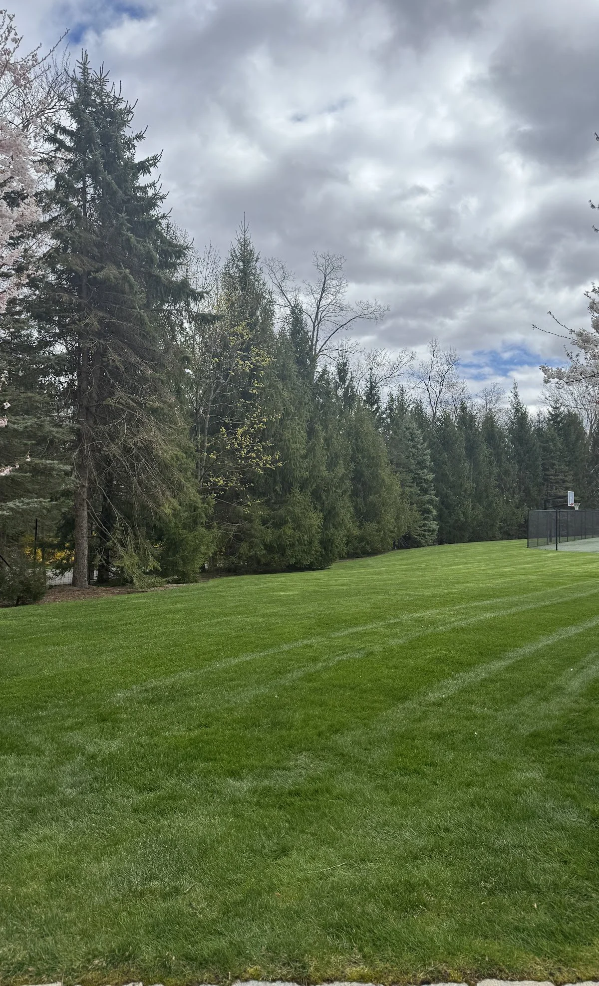 A grassy field with a line of tall evergreen trees and some leafless trees in the background, under a cloudy sky. There is a fenced tennis court visible on the right side.