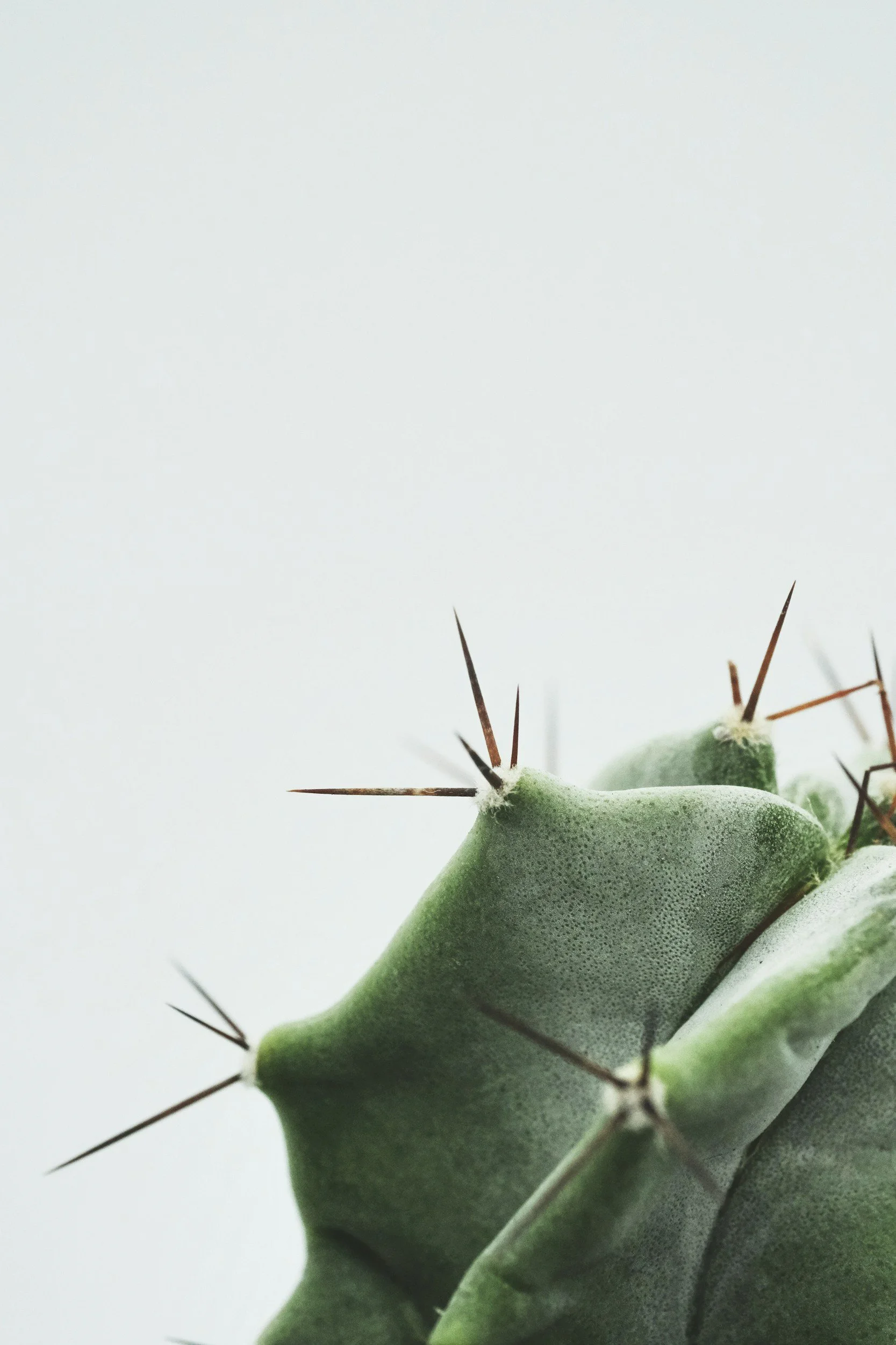 Close-up of a green cactus pad with prominent brown spines against a plain, light background.
