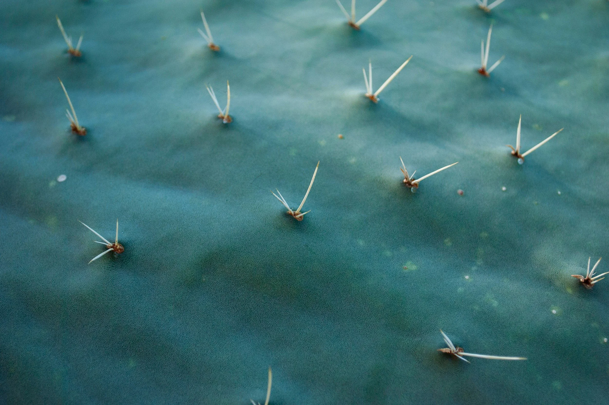 Close-up of the surface of a plant or leaf with small, thin, hair-like structures protruding from it.