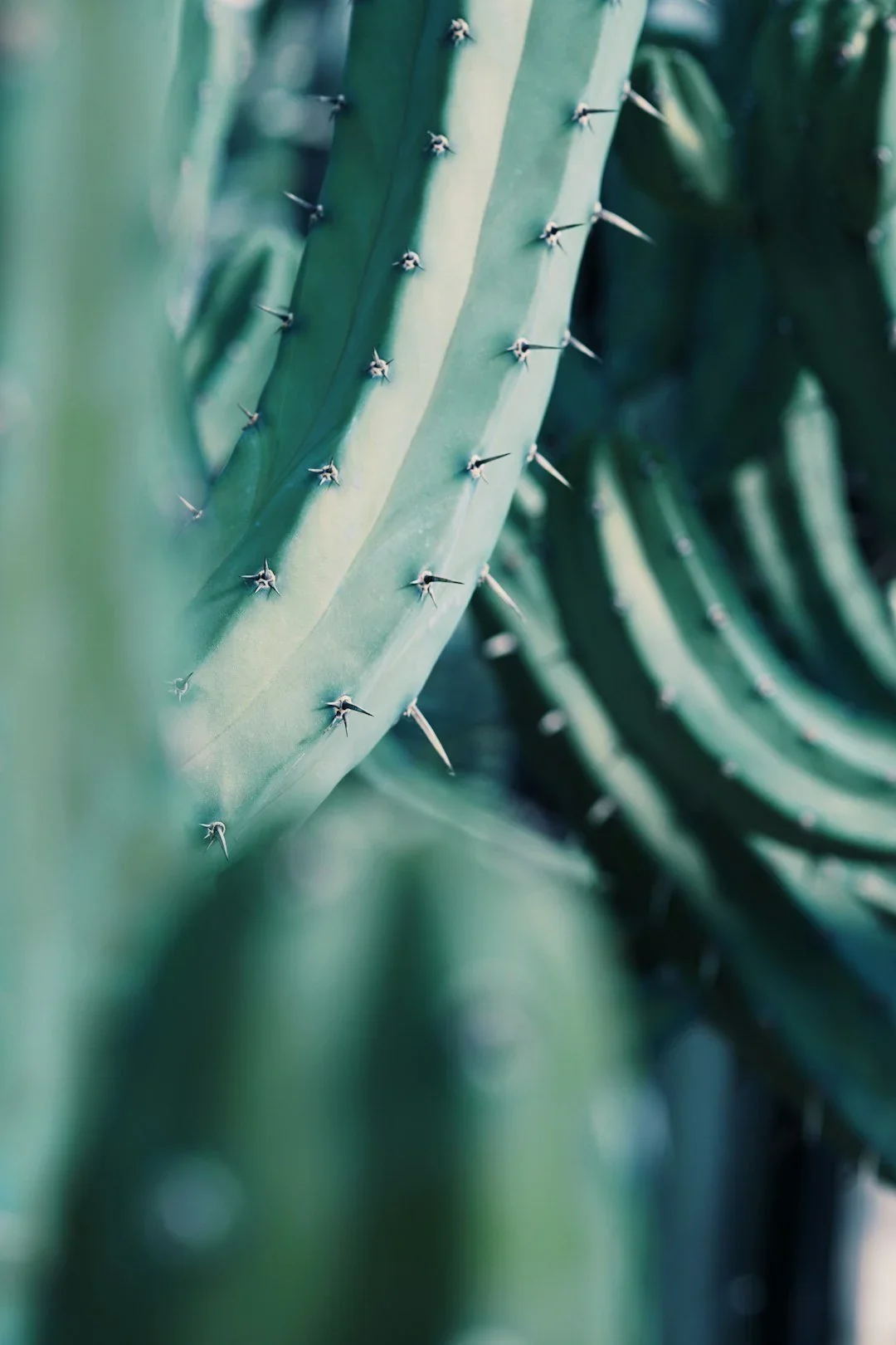 Close-up of the spiky, green surface of an agave plant.