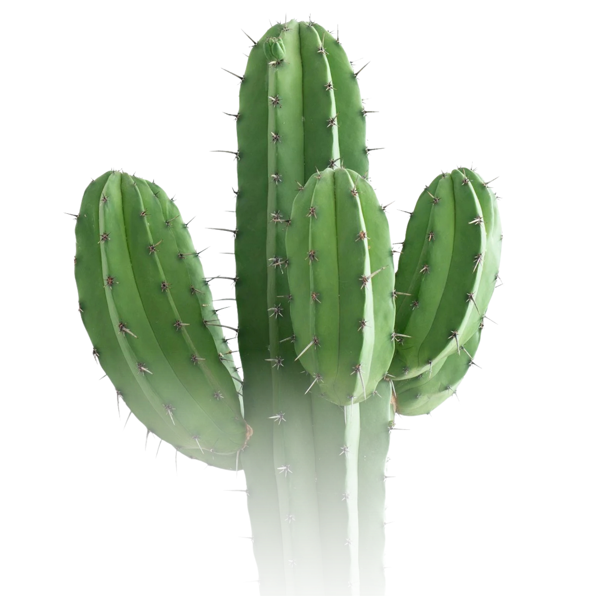 Green cactus with multiple pads and sharp spines against a white background.
