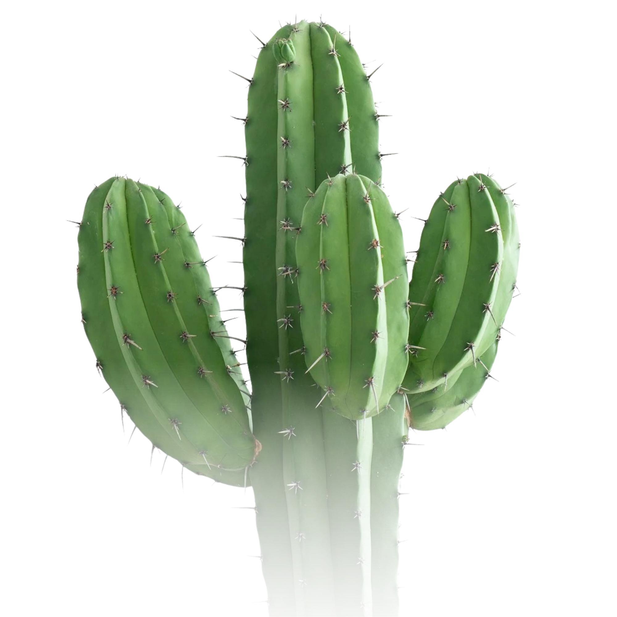 Green cactus with multiple pads and sharp spines against a white background.