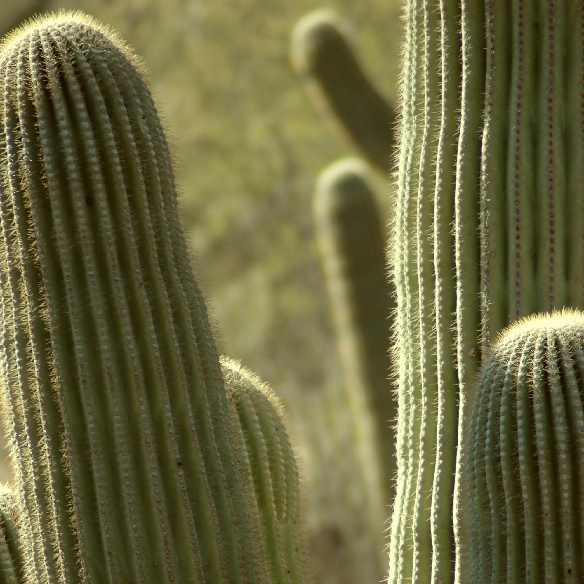 Cactus Sweeping Inc., Commercial Property Maintenance Arizona proper and surrounding cites.
