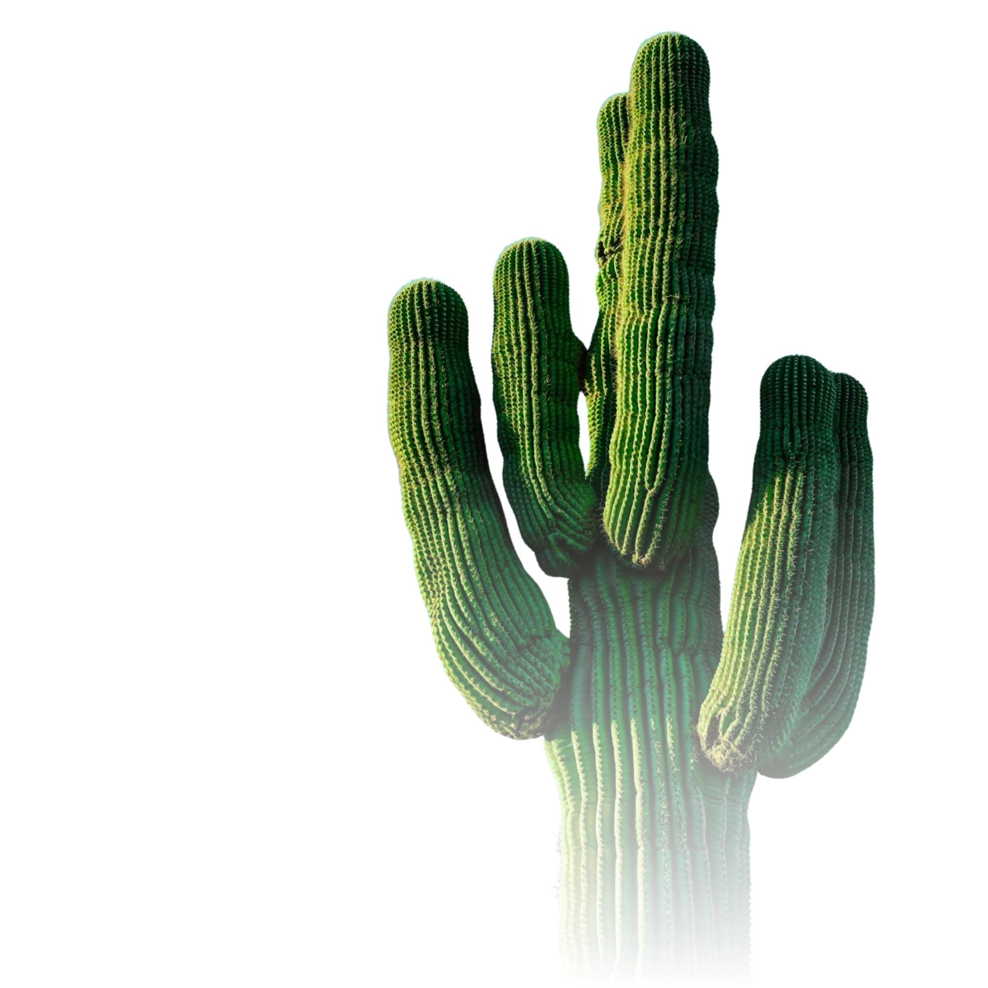 Cactus representing the logo of Cactus Sweeping in Arizona.