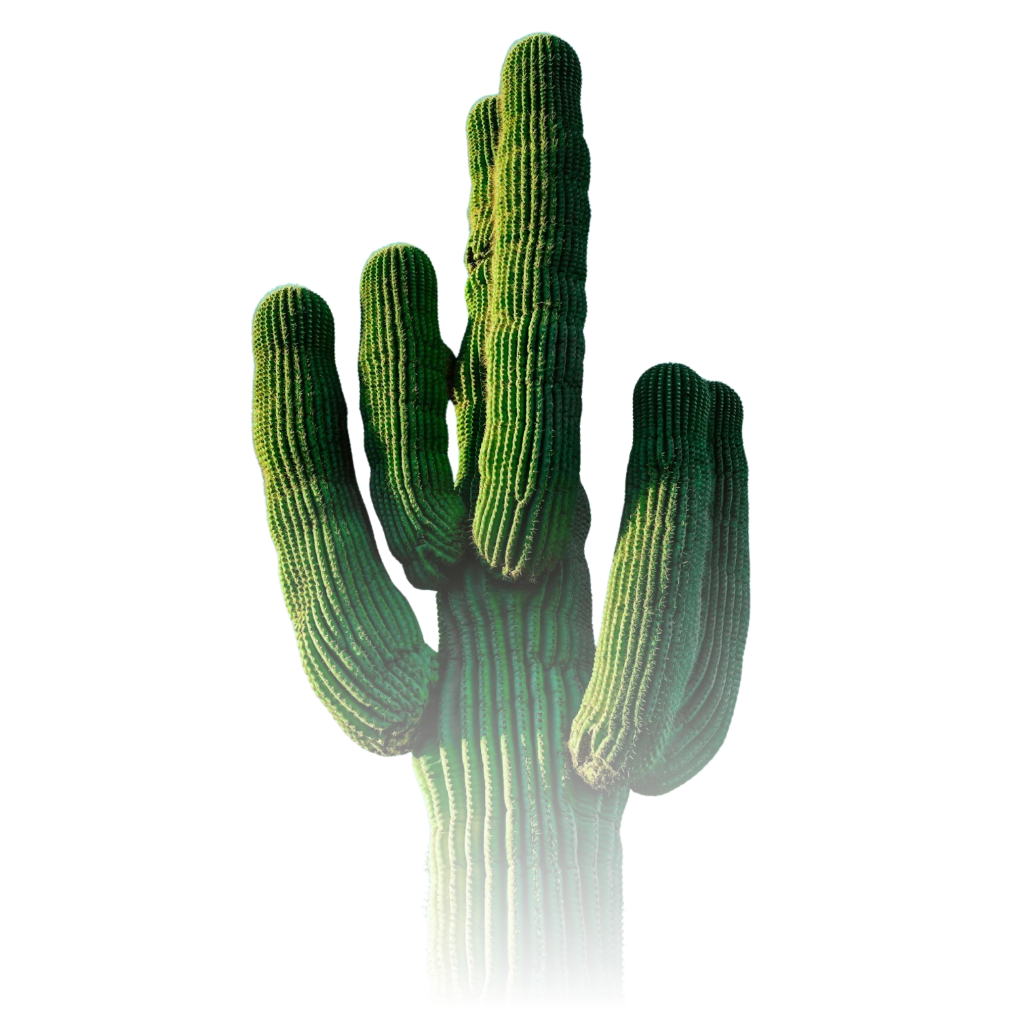 A cluster of tall, green cacti with ribbed, spiny surfaces.
