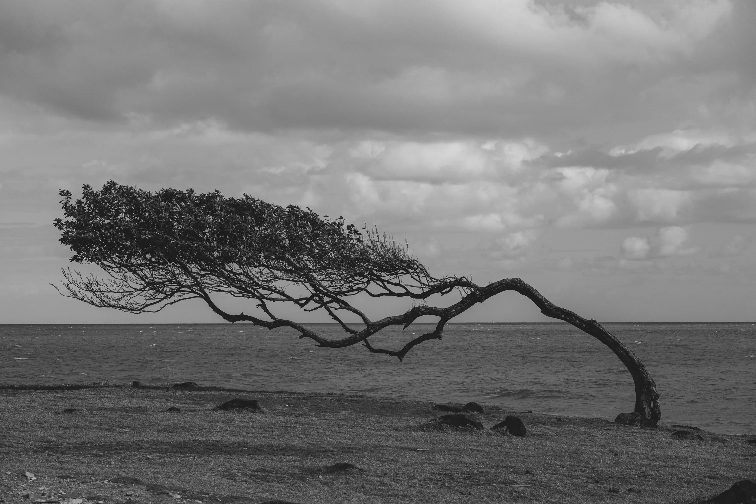 A windswept tree leaning over a beach with the ocean in the background, in black and white.